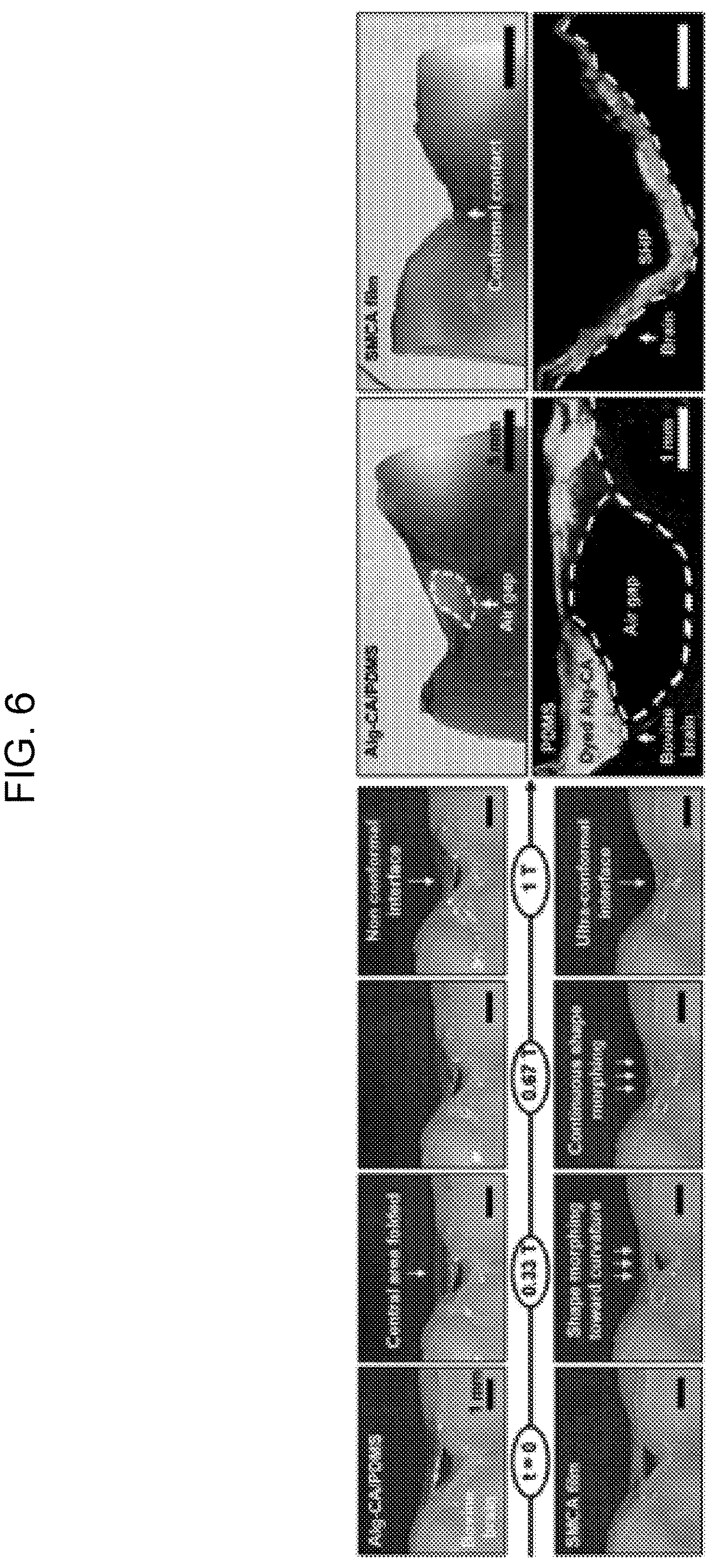 Patent US12616407 Figure 6 – Shape-deformable and elastic bioadhesive electronic device and manufacturing method thereof
