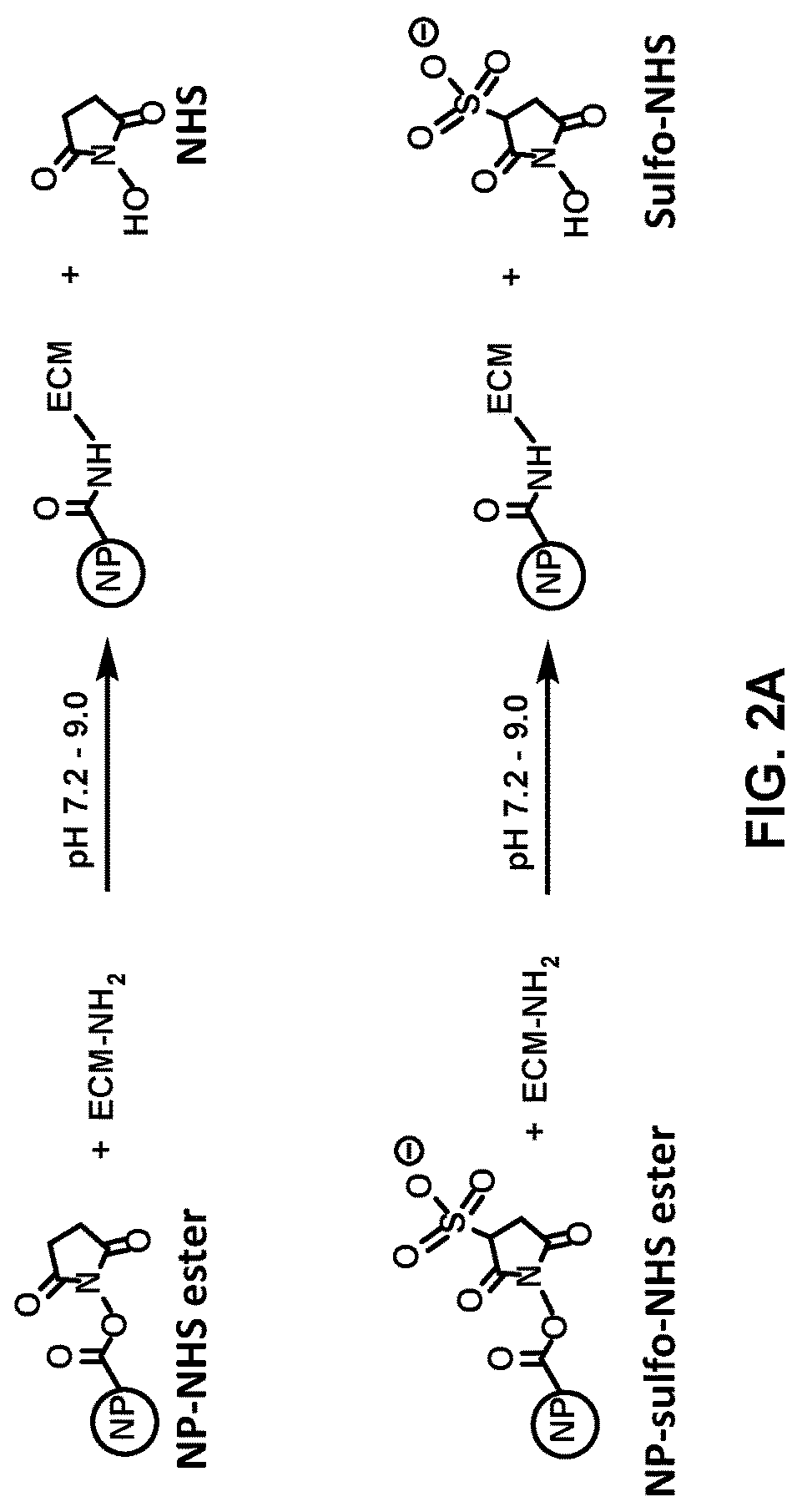 Patent US12616656 Figure 2 – Adventitial painting modality of local drug delivery to abate intimal hyperplasia