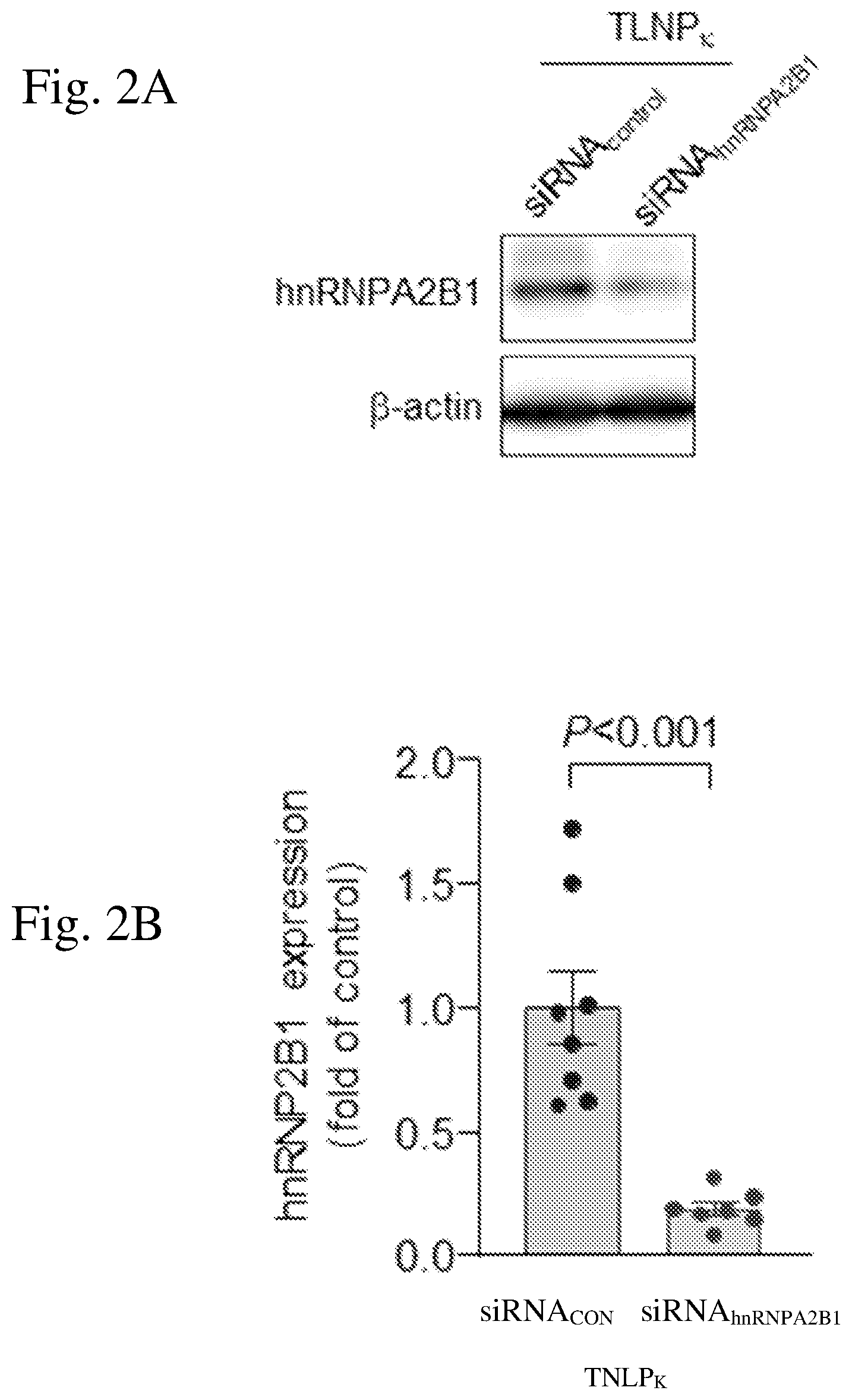 Patent US12616657 Figure 2 – Cell-targeted nanoparticles to inhibit RNA cargo