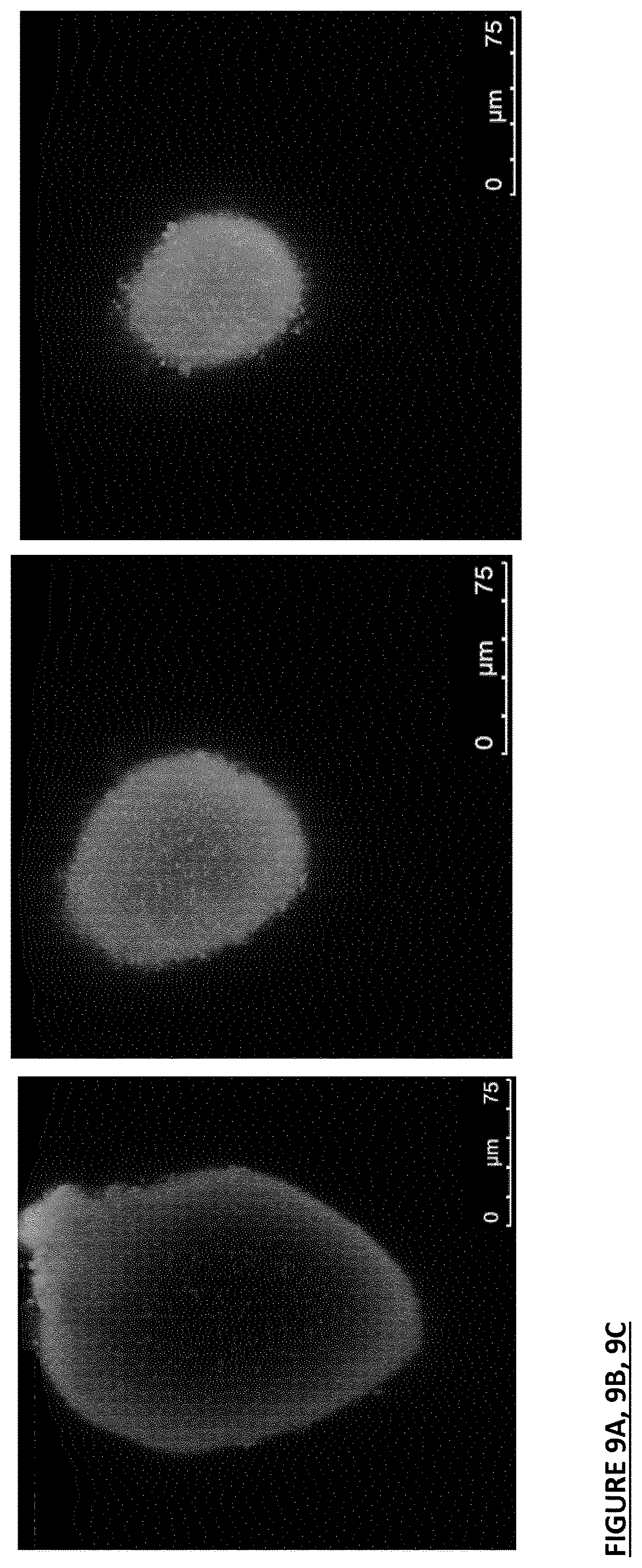 Patent US12616661 Figure 11 – Composition for type II diabetics and for use in providing sustained energy release over time