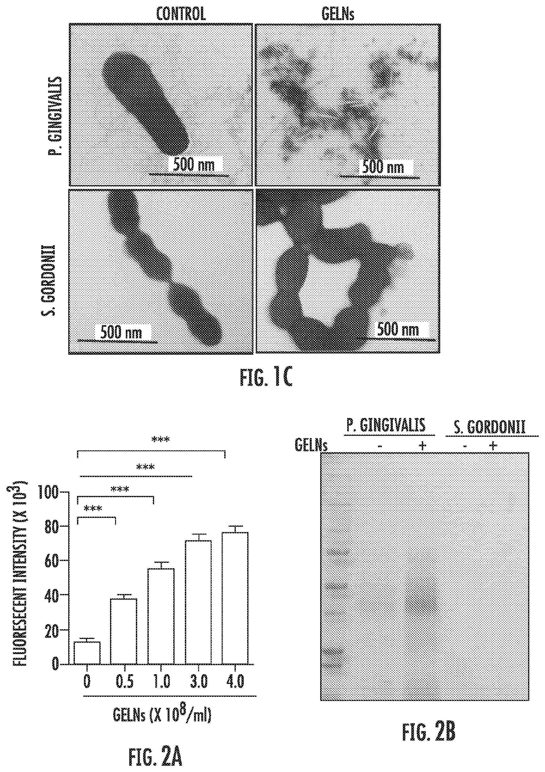 Patent US12616663 Figure 2 – Plant-derived exosome-like nanoparticles inhibit bacterial pathogenicity