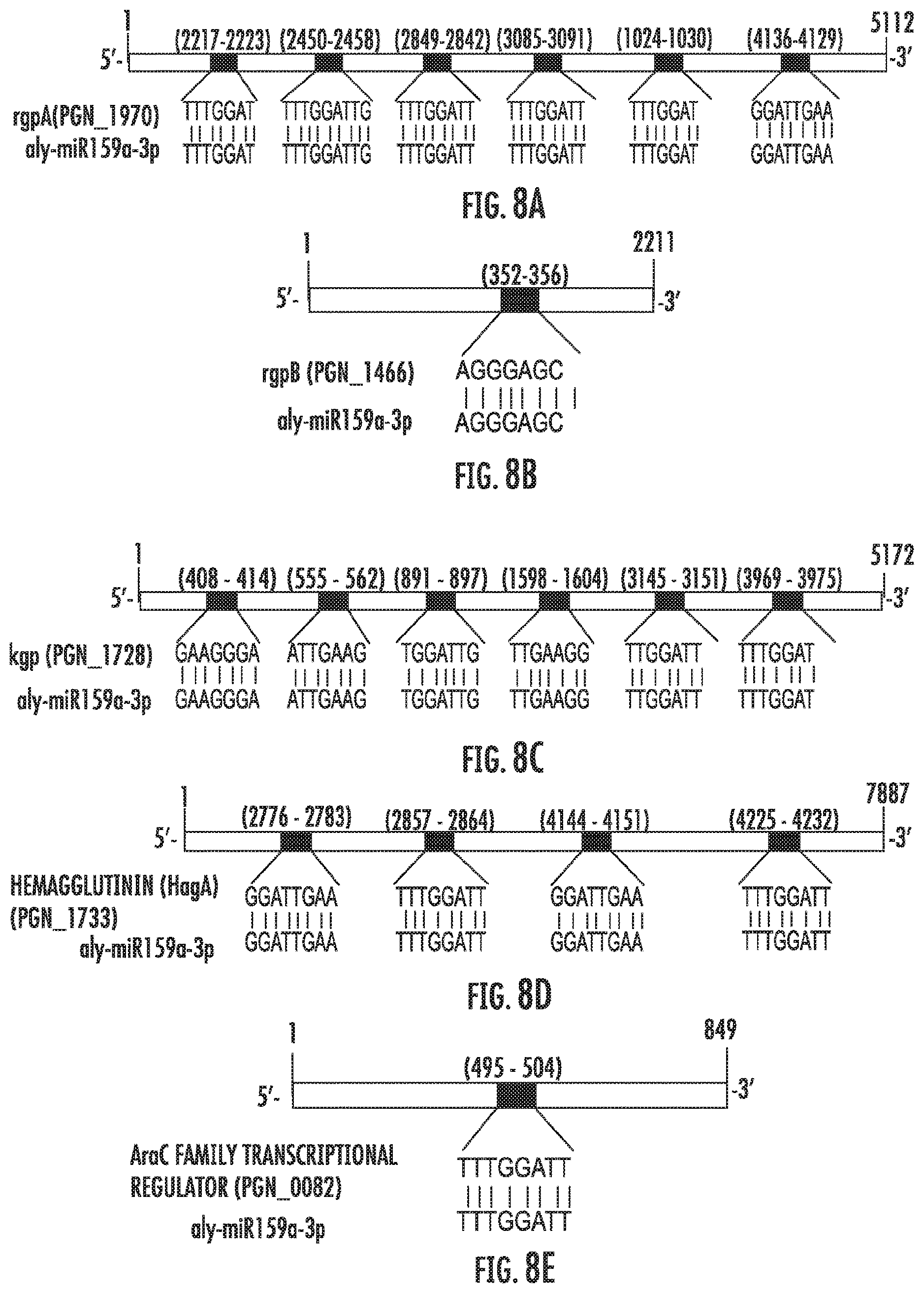 Patent US12616663 Figure 11 – Plant-derived exosome-like nanoparticles inhibit bacterial pathogenicity