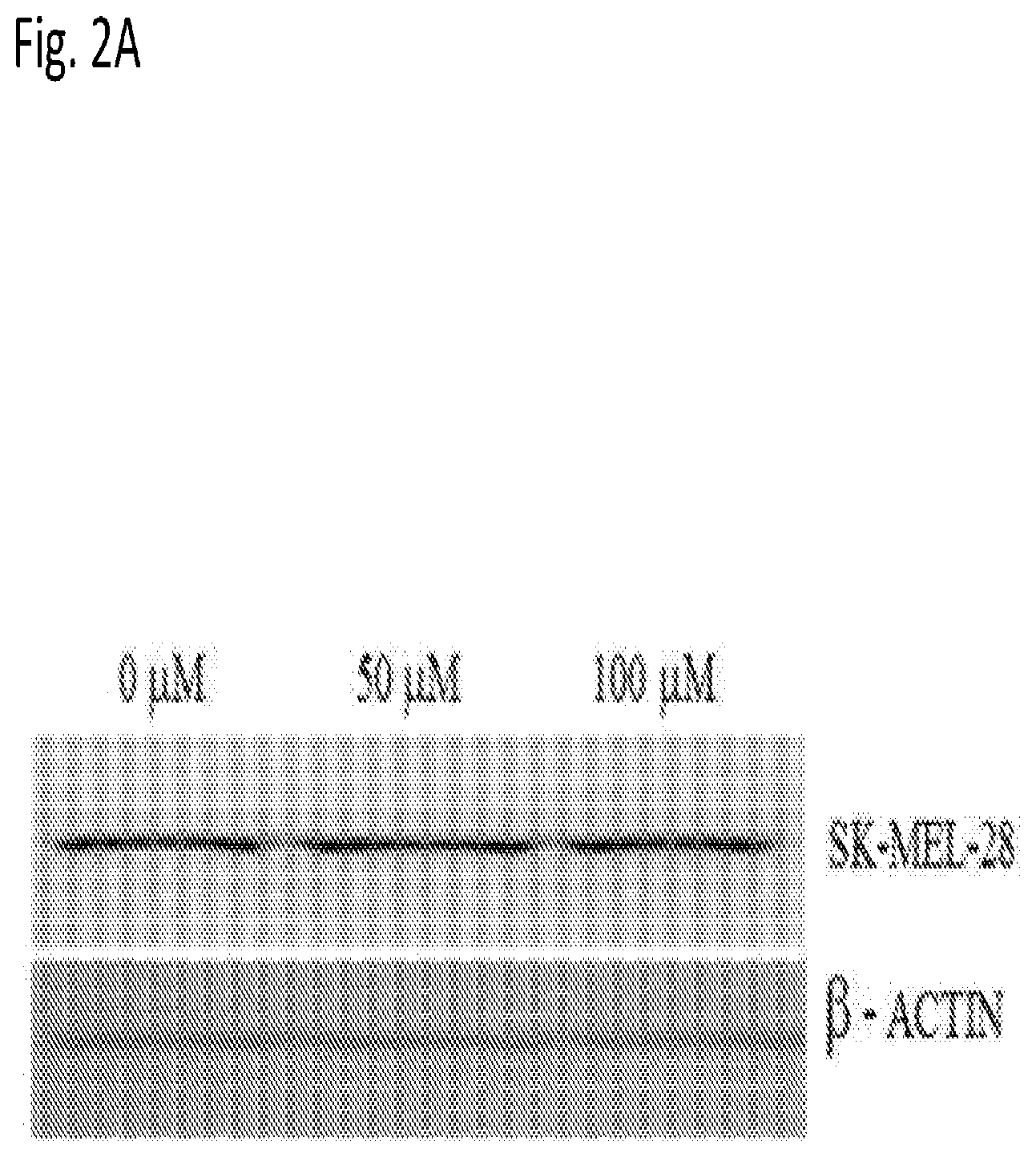 Patent US12616666 Figure 2 – Coenzyme Q10 formulations in the treatment and prevention of epidermolysis bullosa