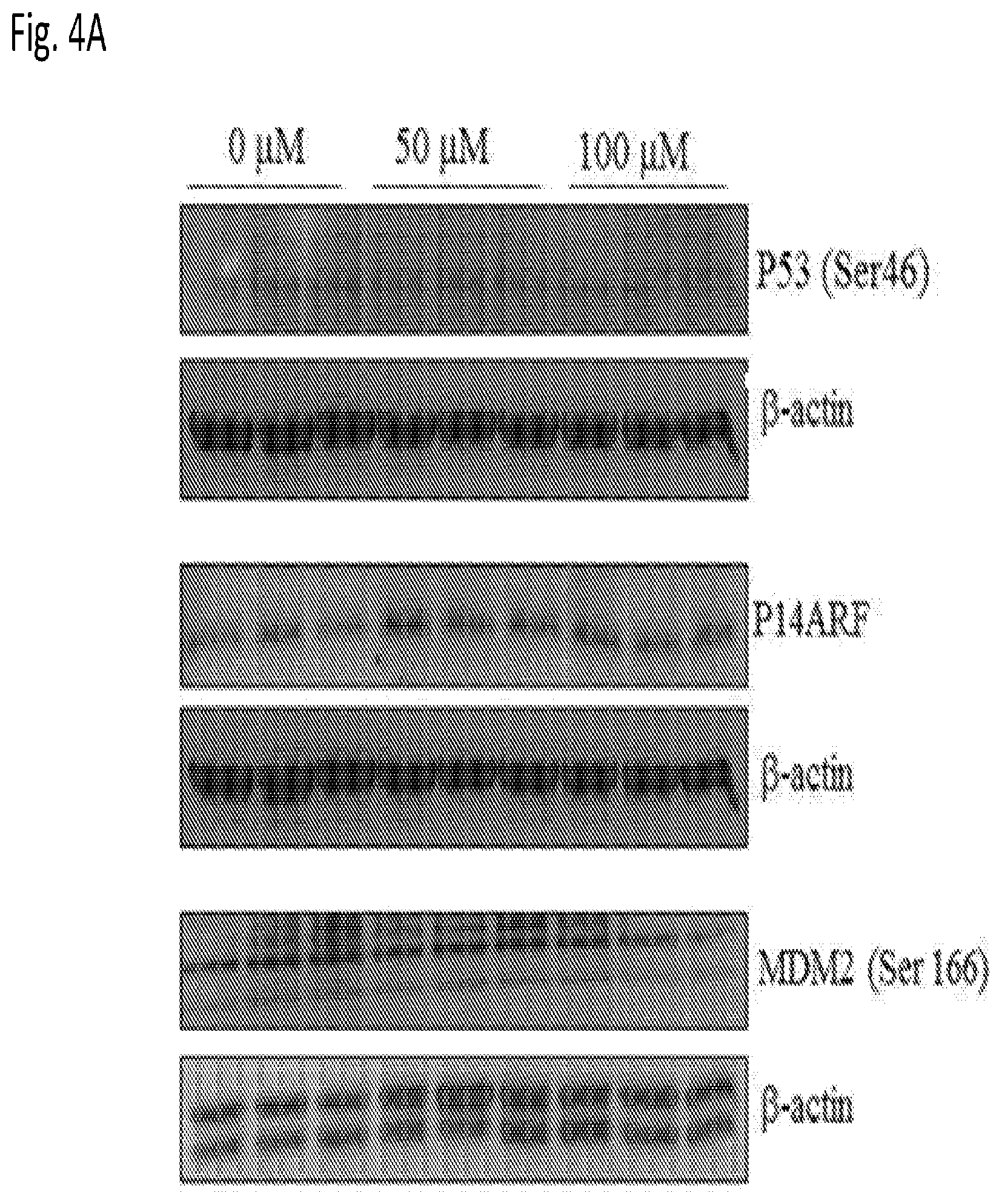 Patent US12616666 Figure 6 – Coenzyme Q10 formulations in the treatment and prevention of epidermolysis bullosa