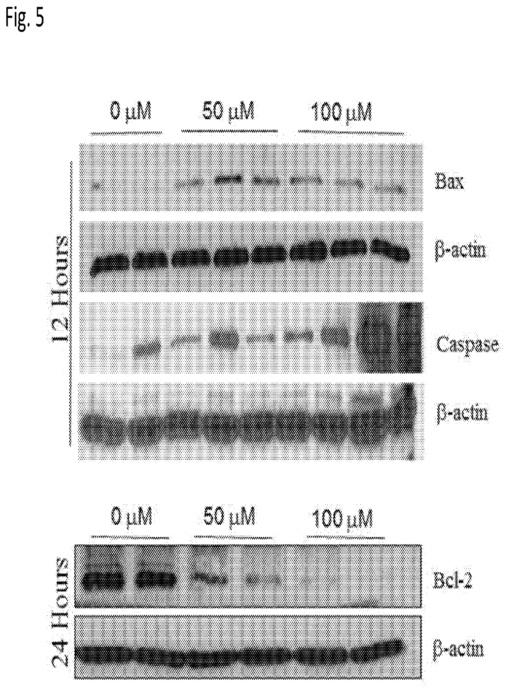 Patent US12616666 Figure 8 – Coenzyme Q10 formulations in the treatment and prevention of epidermolysis bullosa