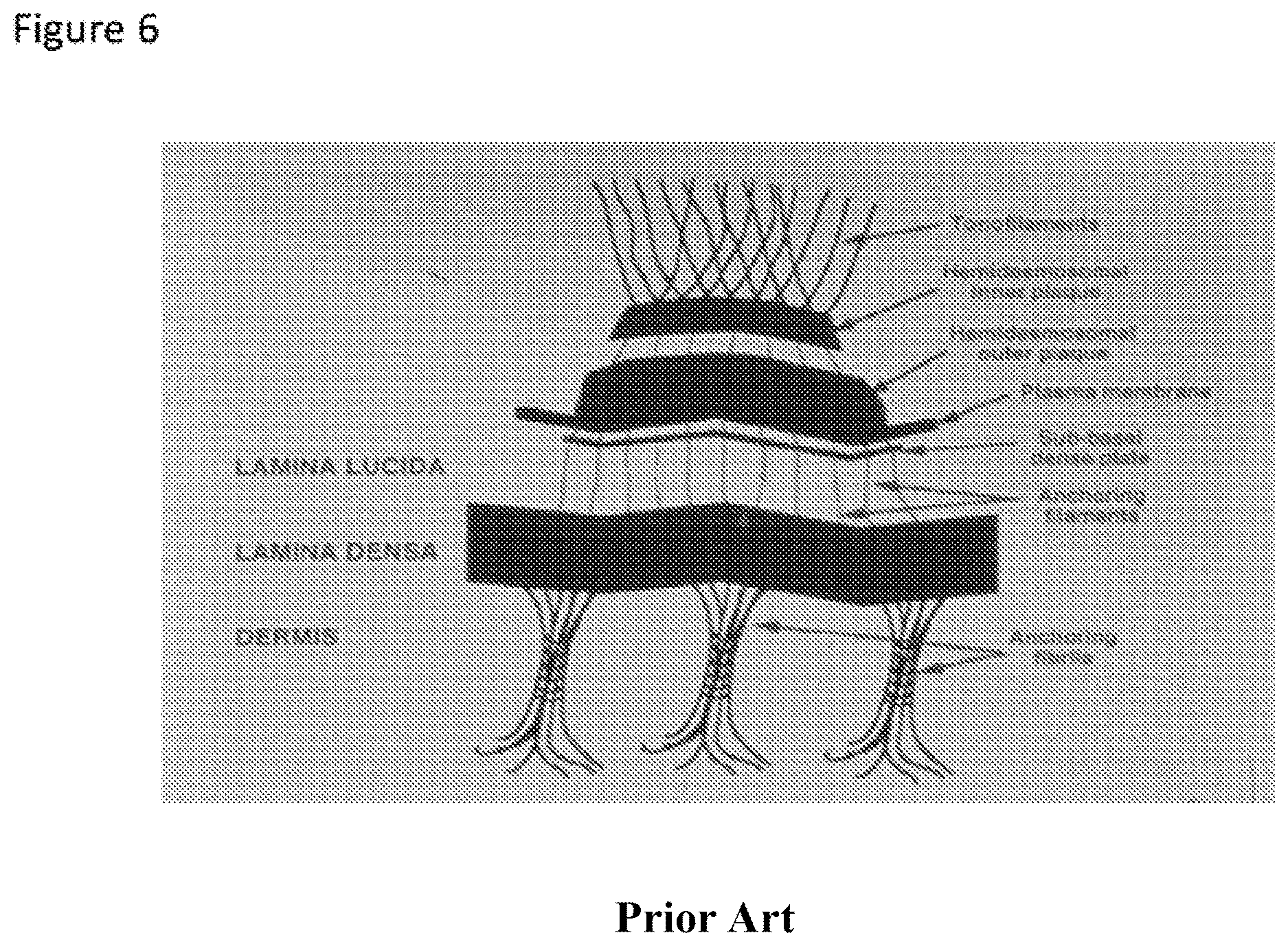 Patent US12616666 Figure 9 – Coenzyme Q10 formulations in the treatment and prevention of epidermolysis bullosa
