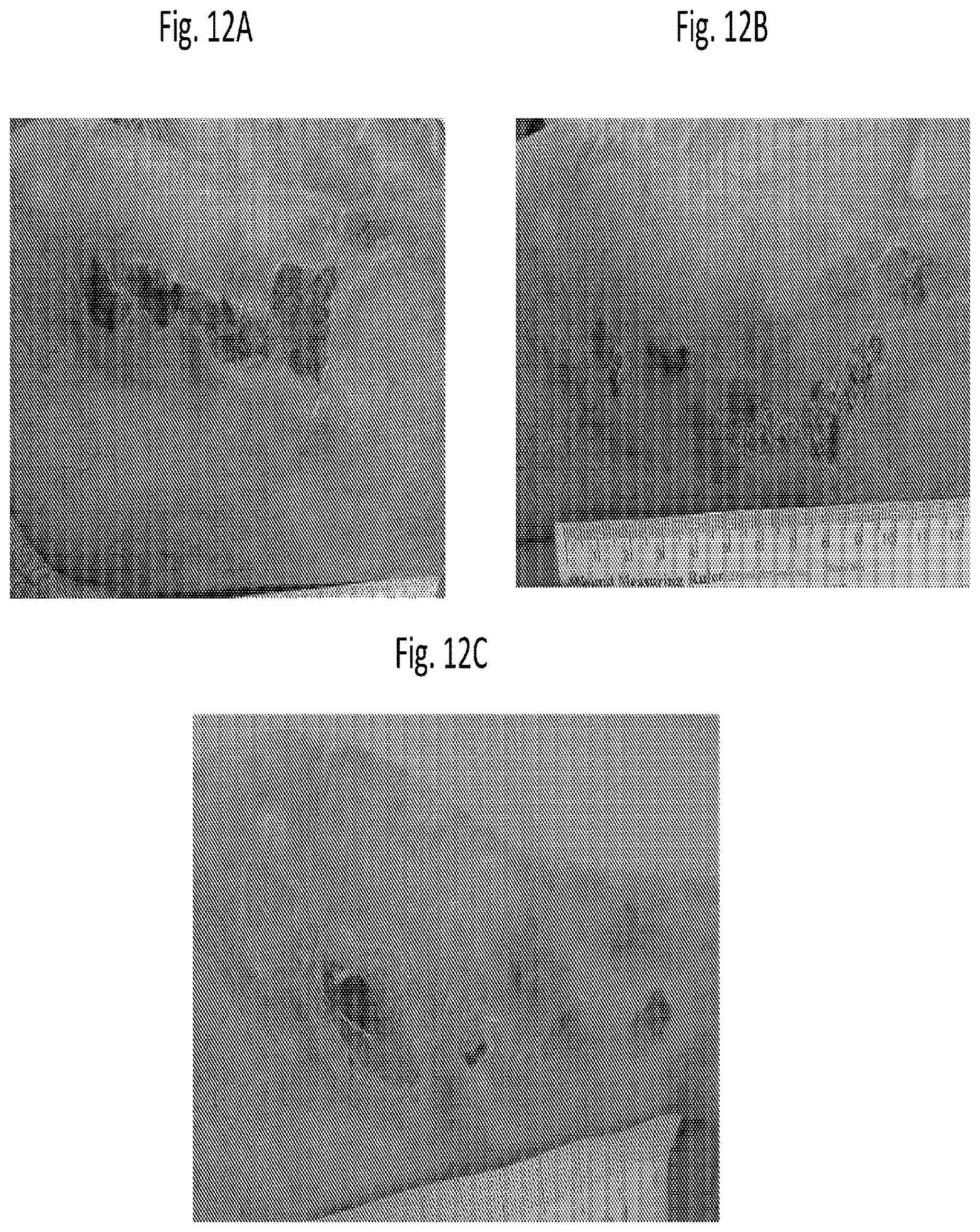 Patent US12616666 Figure 16 – Coenzyme Q10 formulations in the treatment and prevention of epidermolysis bullosa
