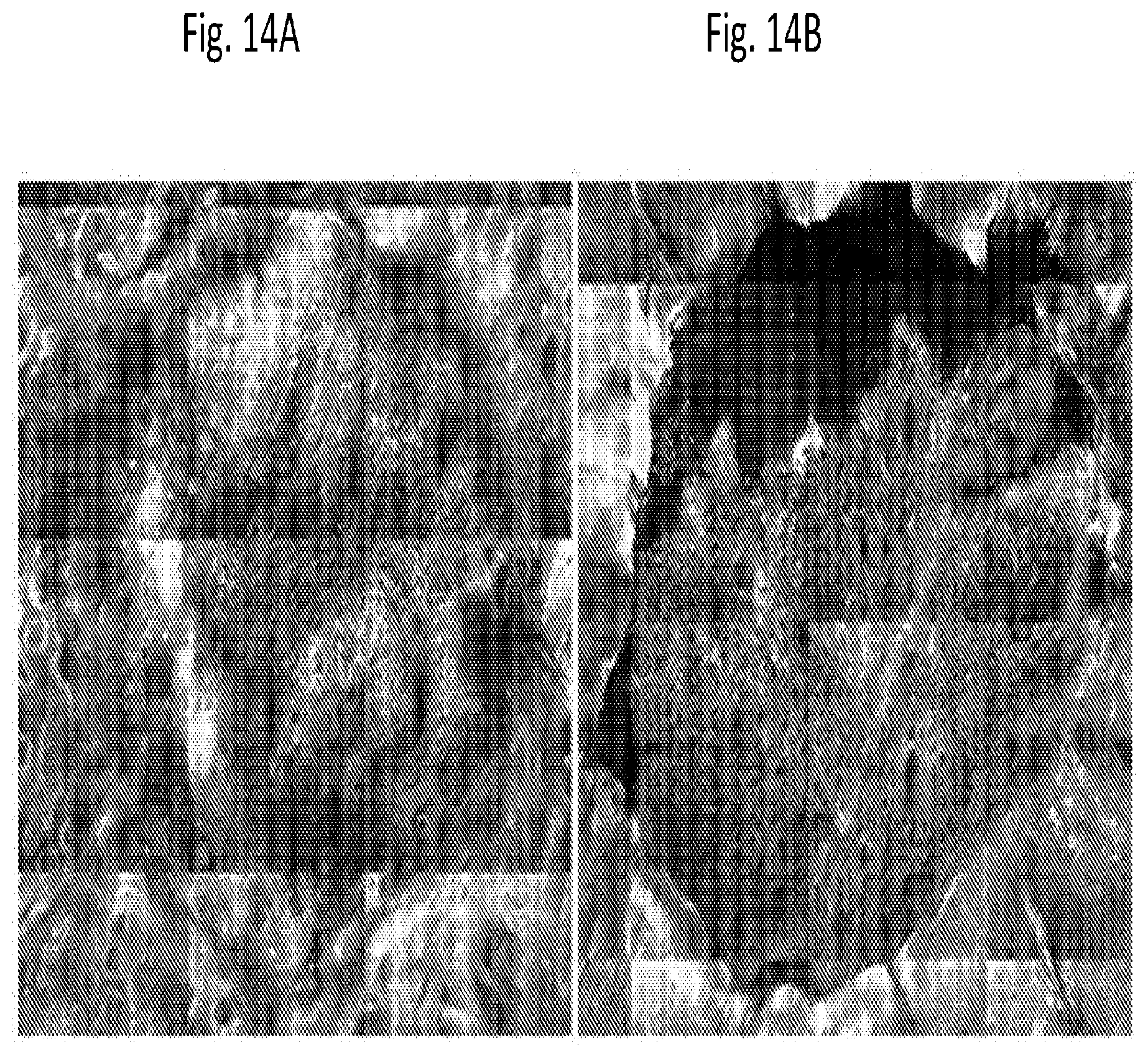 Patent US12616666 Figure 18 – Coenzyme Q10 formulations in the treatment and prevention of epidermolysis bullosa
