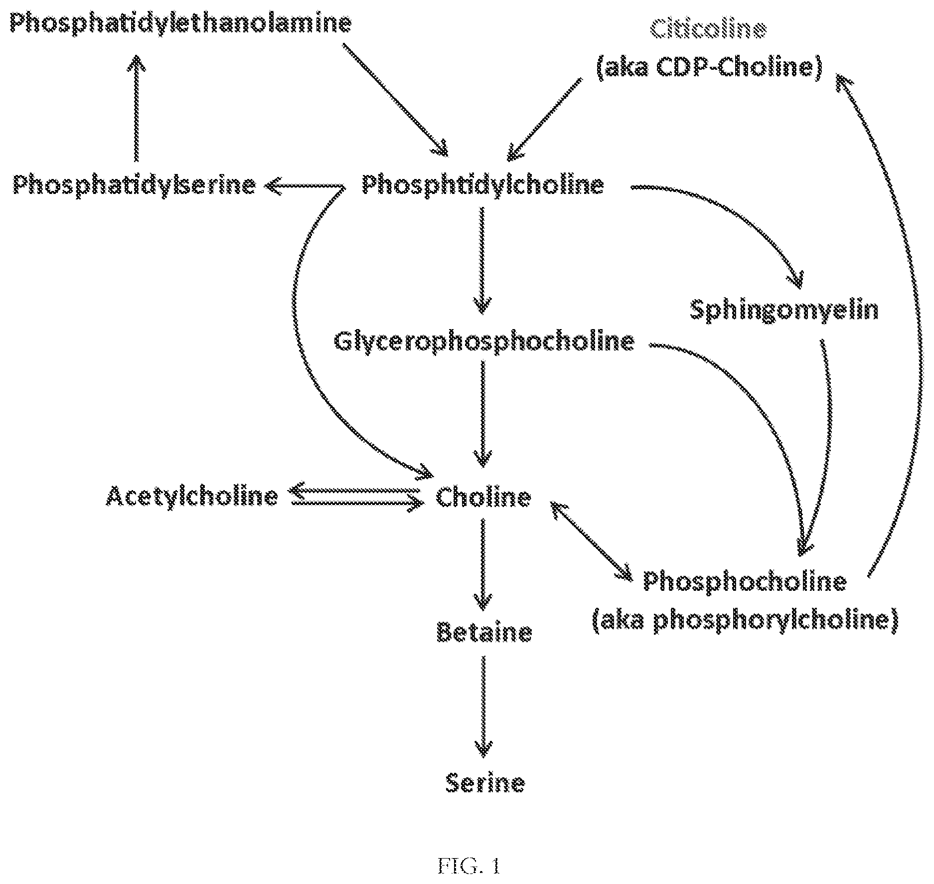 Patent US12616668 Figure 1 – Nutritional supplement containing L-α-glycerophosphorylcholine
