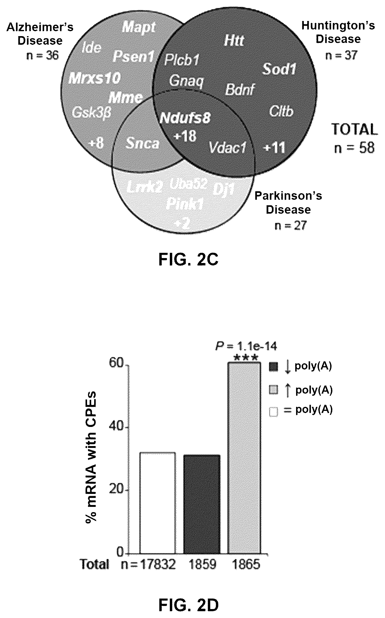 Patent US12616680 Figure 5 – Combined use of biotin and thiamine in the treatment of huntington's disease