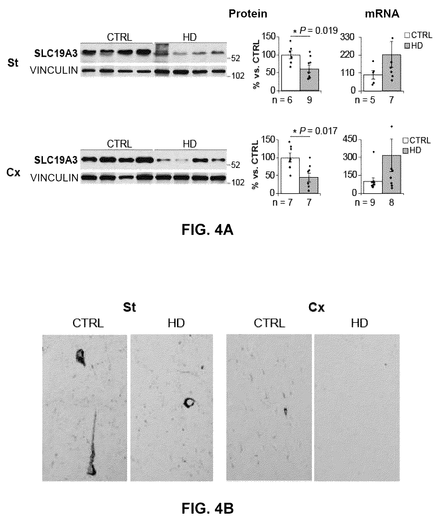 Patent US12616680 Figure 7 – Combined use of biotin and thiamine in the treatment of huntington's disease