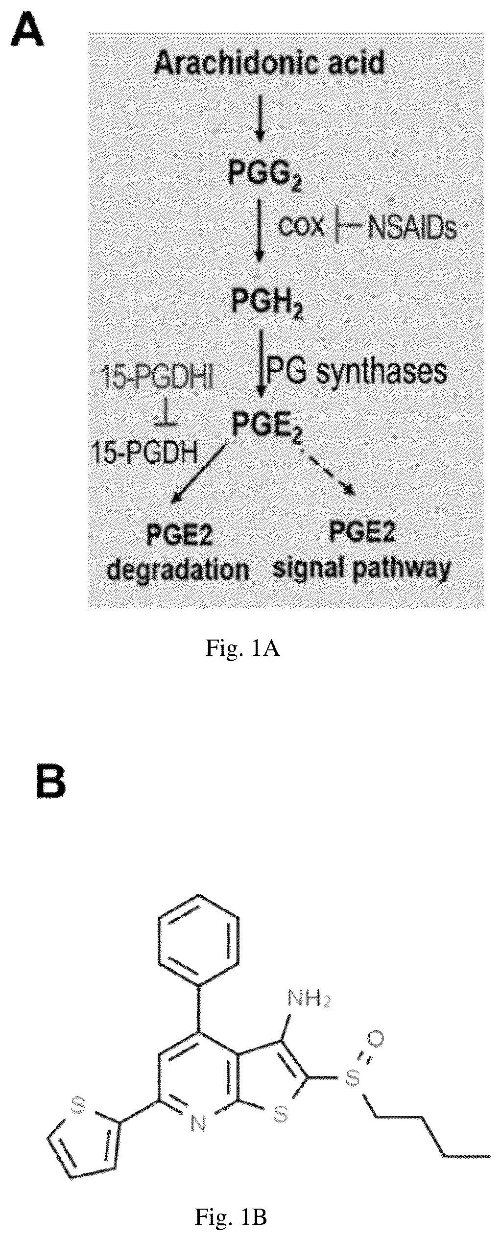 Patent US12616681 Figure 1 – Compositions and methods for treating renal injury