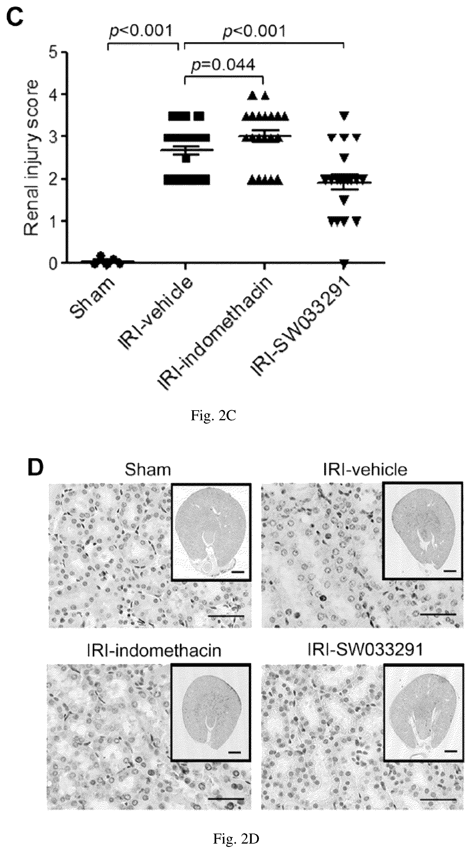 Patent US12616681 Figure 5 – Compositions and methods for treating renal injury