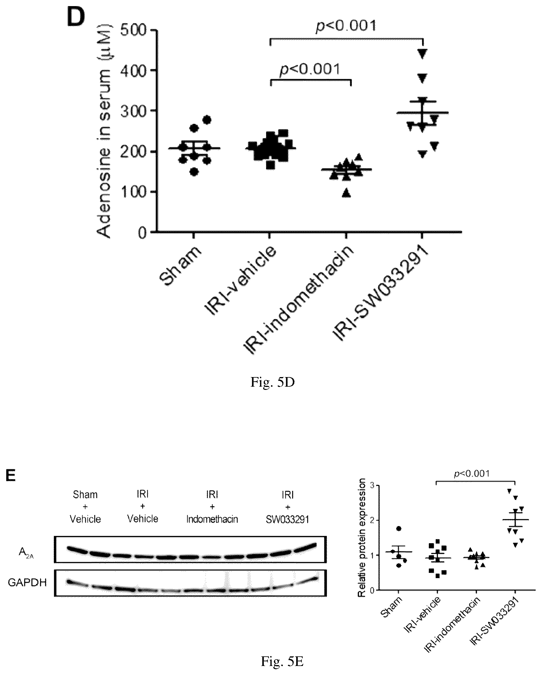 Patent US12616681 Figure 14 – Compositions and methods for treating renal injury