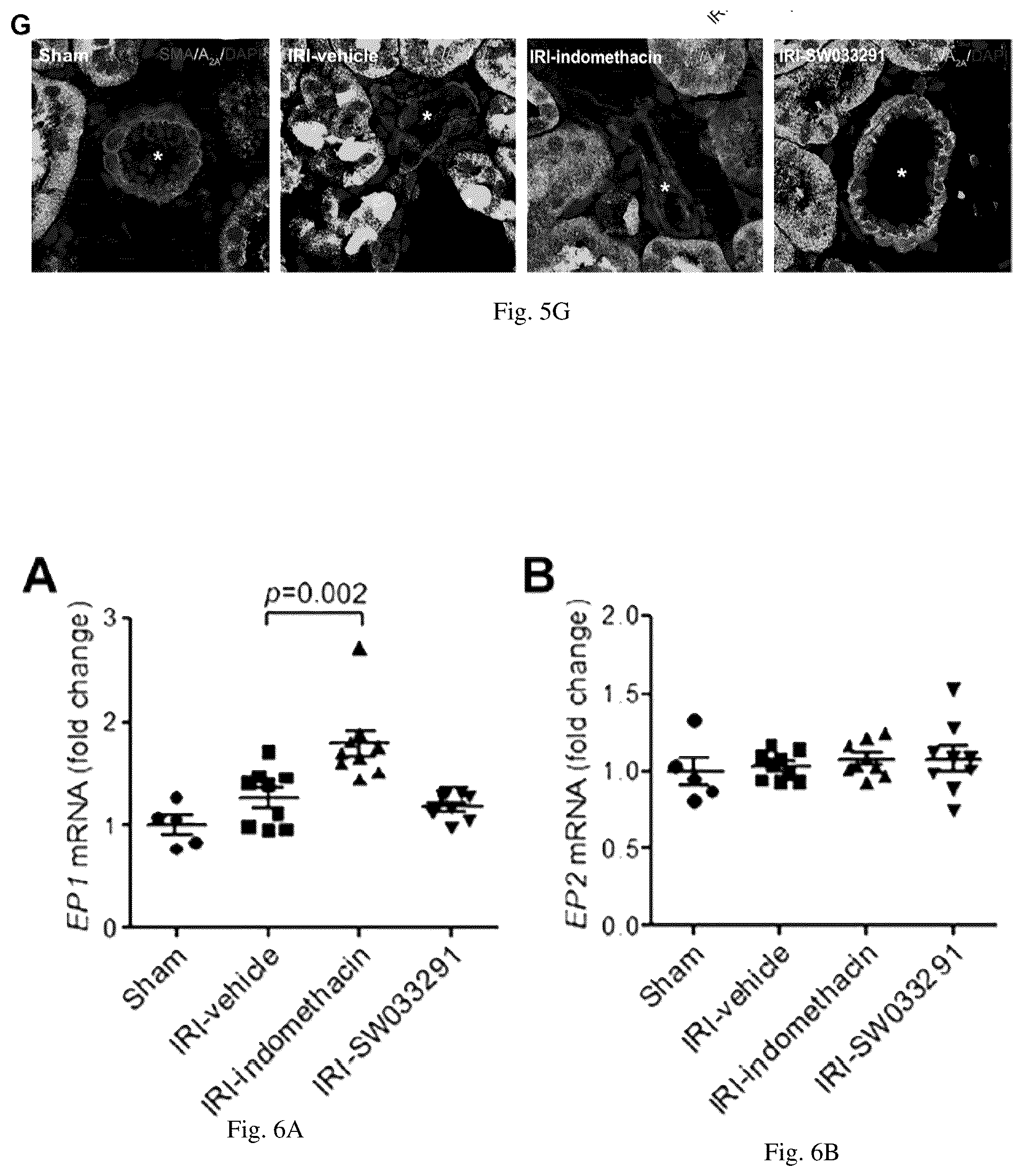 Patent US12616681 Figure 16 – Compositions and methods for treating renal injury