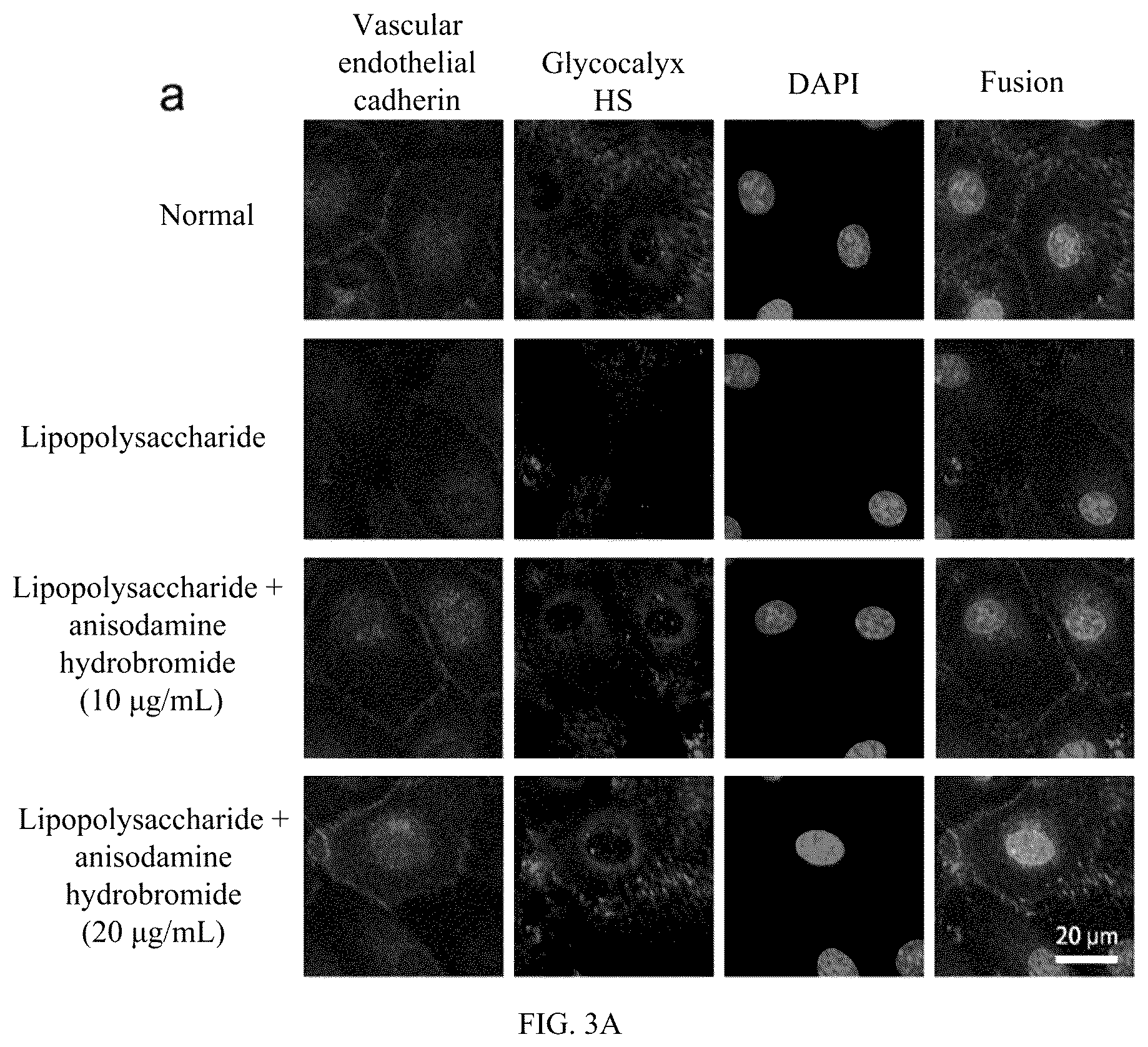 Patent US12616688 Figure 2 – Cell glycocalyx protection effect of anisodamine
