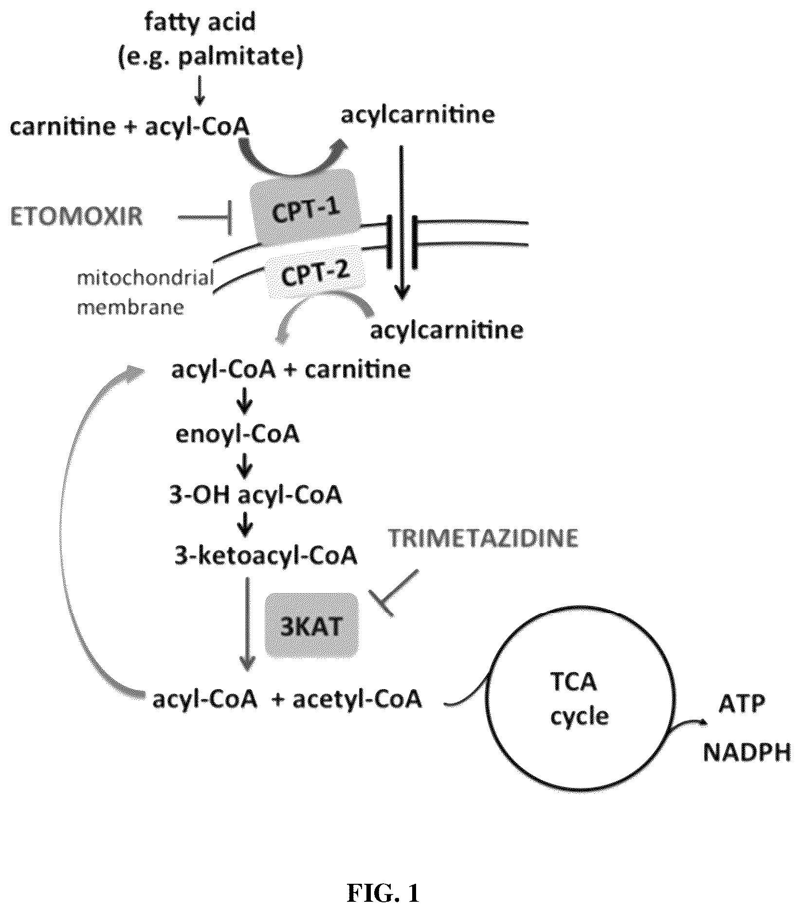 Patent US12616691 — Use of fatty acid oxidation inhibitors as antimicrobials — Figure 1