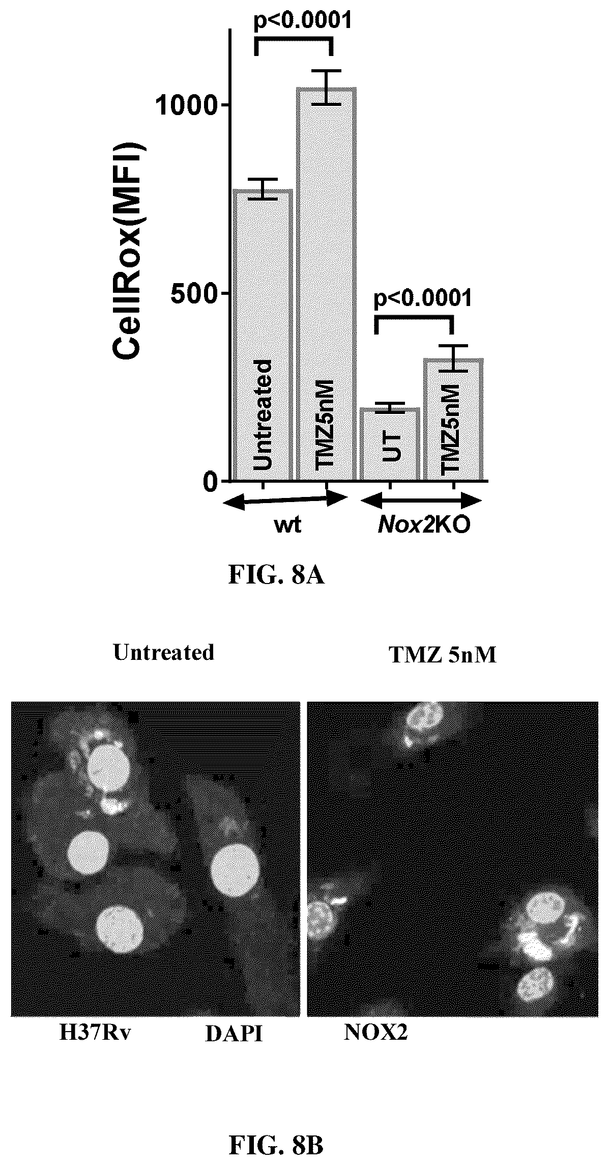 Patent US12616691 Figure 12 – Use of fatty acid oxidation inhibitors as antimicrobials