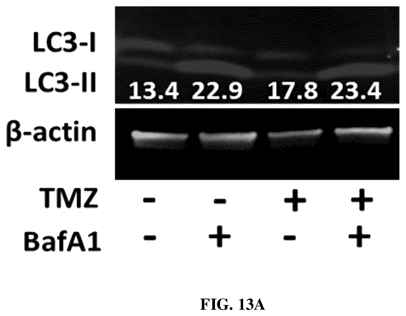 Patent US12616691 Figure 20 – Use of fatty acid oxidation inhibitors as antimicrobials
