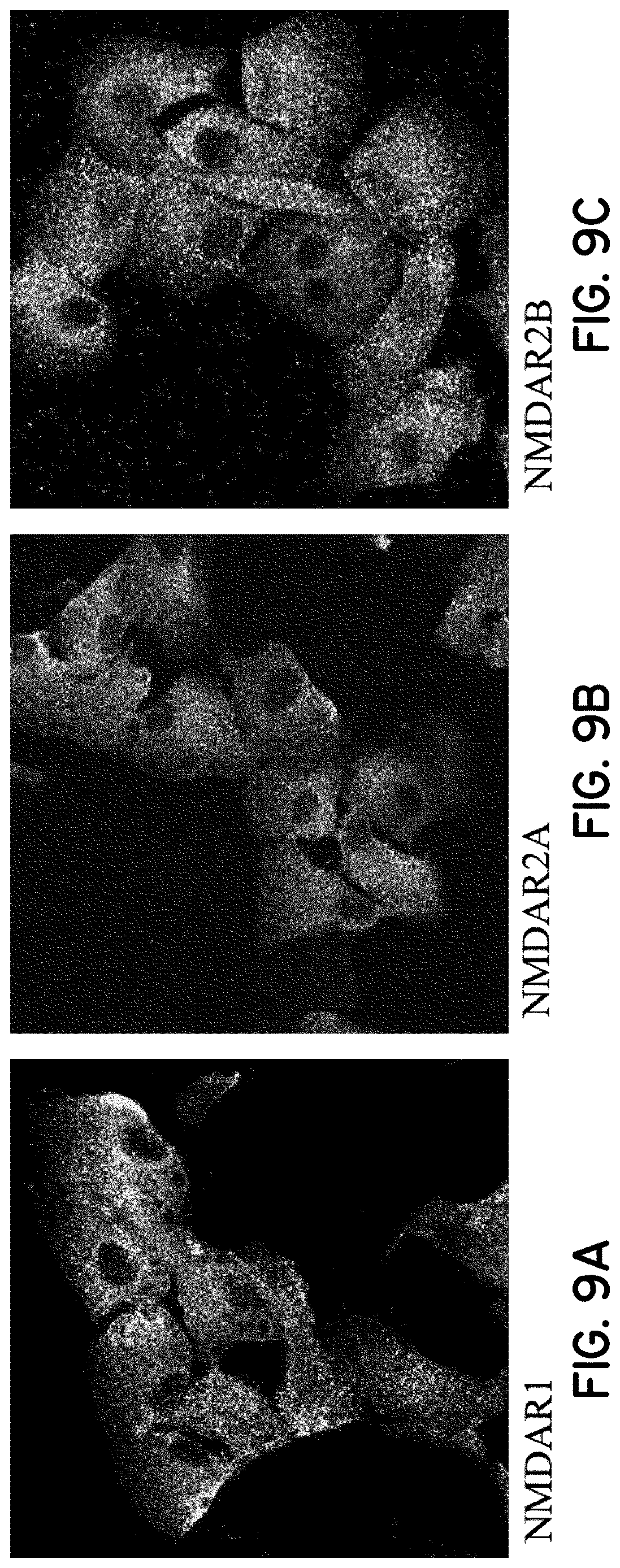 Patent US12616706 Figure 11 – Compositions and methods of use comprising substances with neural plasticity actions administered at non-psychedelic/psychotomimetic dosages and formulations