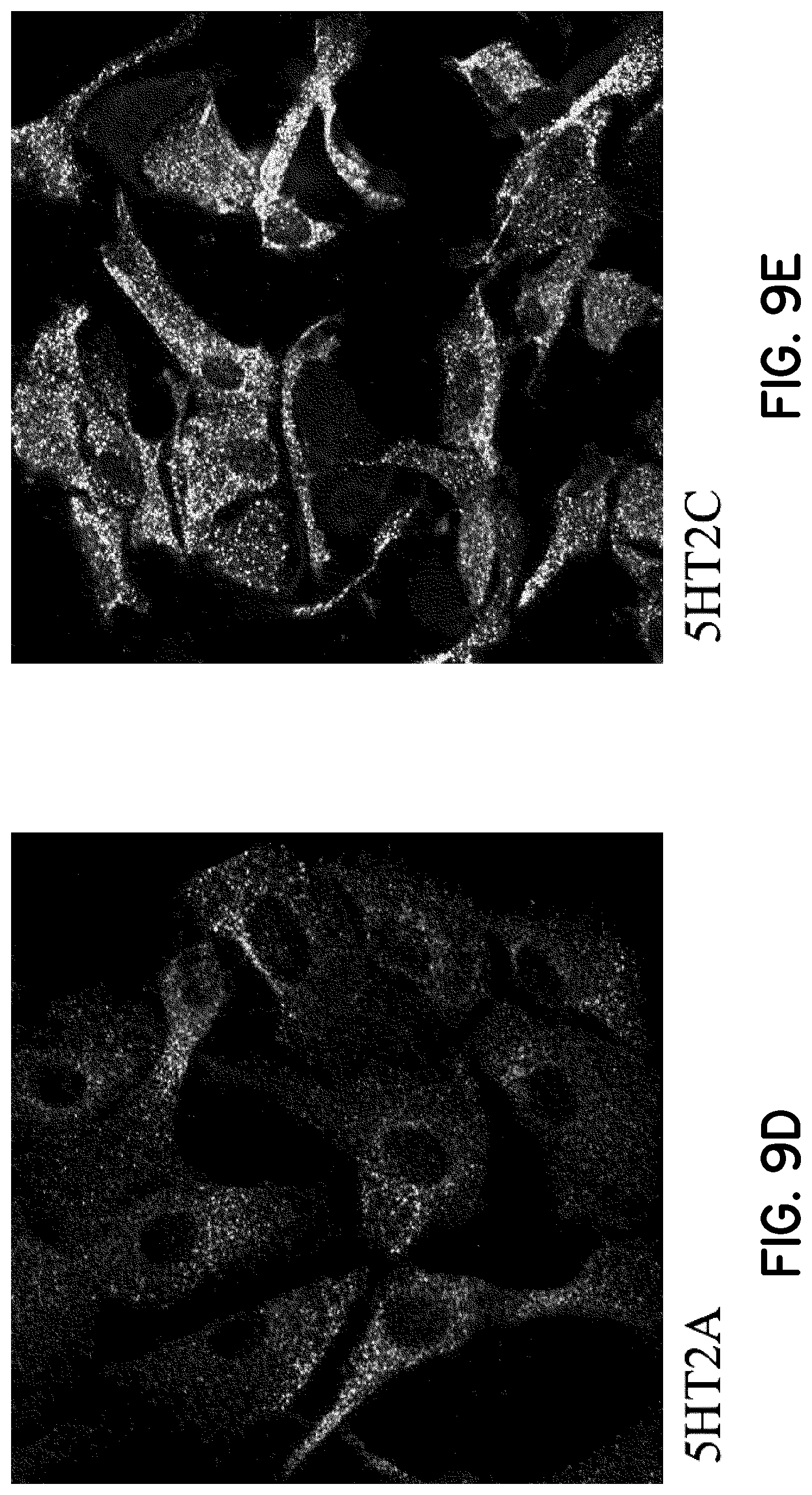 Patent US12616706 Figure 12 – Compositions and methods of use comprising substances with neural plasticity actions administered at non-psychedelic/psychotomimetic dosages and formulations