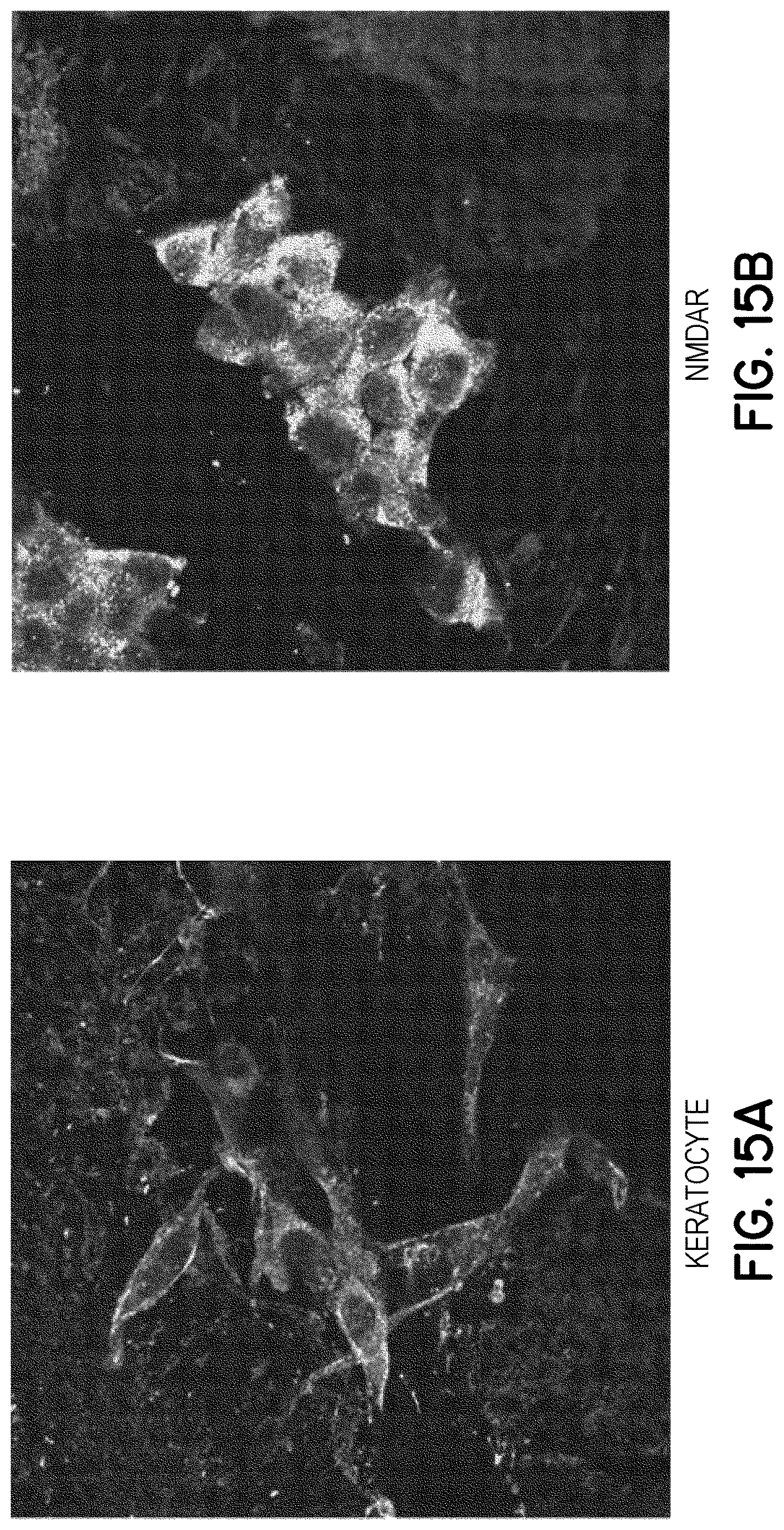 Patent US12616706 Figure 20 – Compositions and methods of use comprising substances with neural plasticity actions administered at non-psychedelic/psychotomimetic dosages and formulations