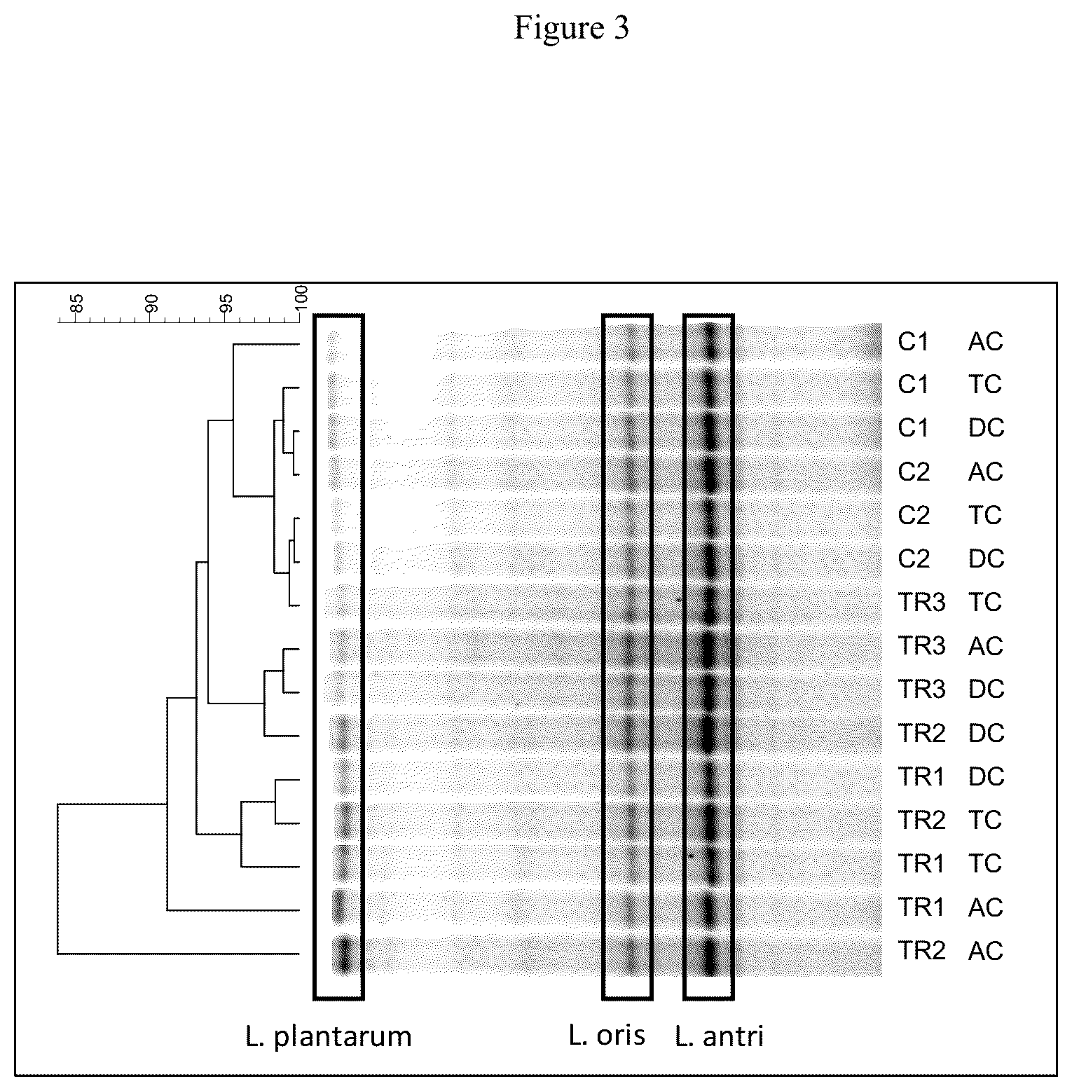 Patent US12616707 Figure 5 – Compositions and methods for improving gut health