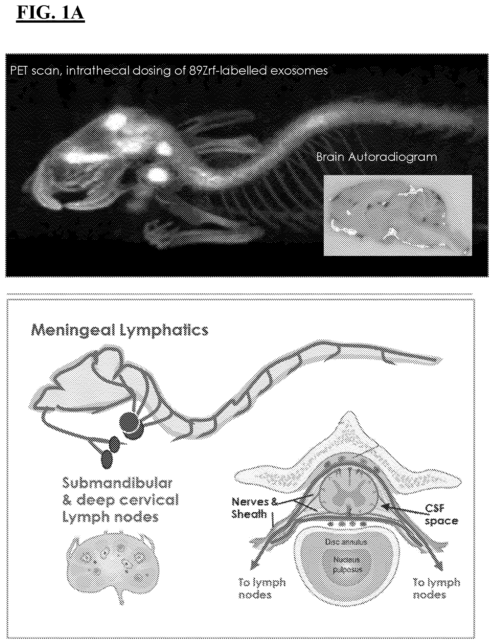 Patent US12616712 — Sting agonist comprising exosomes for treating neuroimmunological disorders — Figure 1