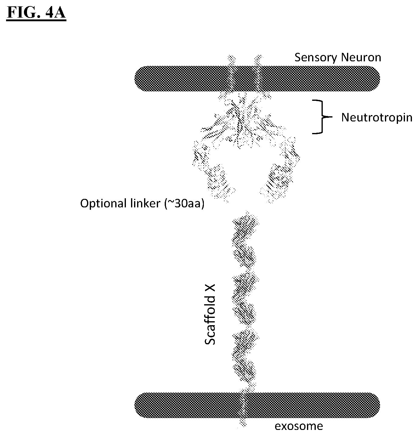 Patent US12616712 Figure 6 – Sting agonist comprising exosomes for treating neuroimmunological disorders