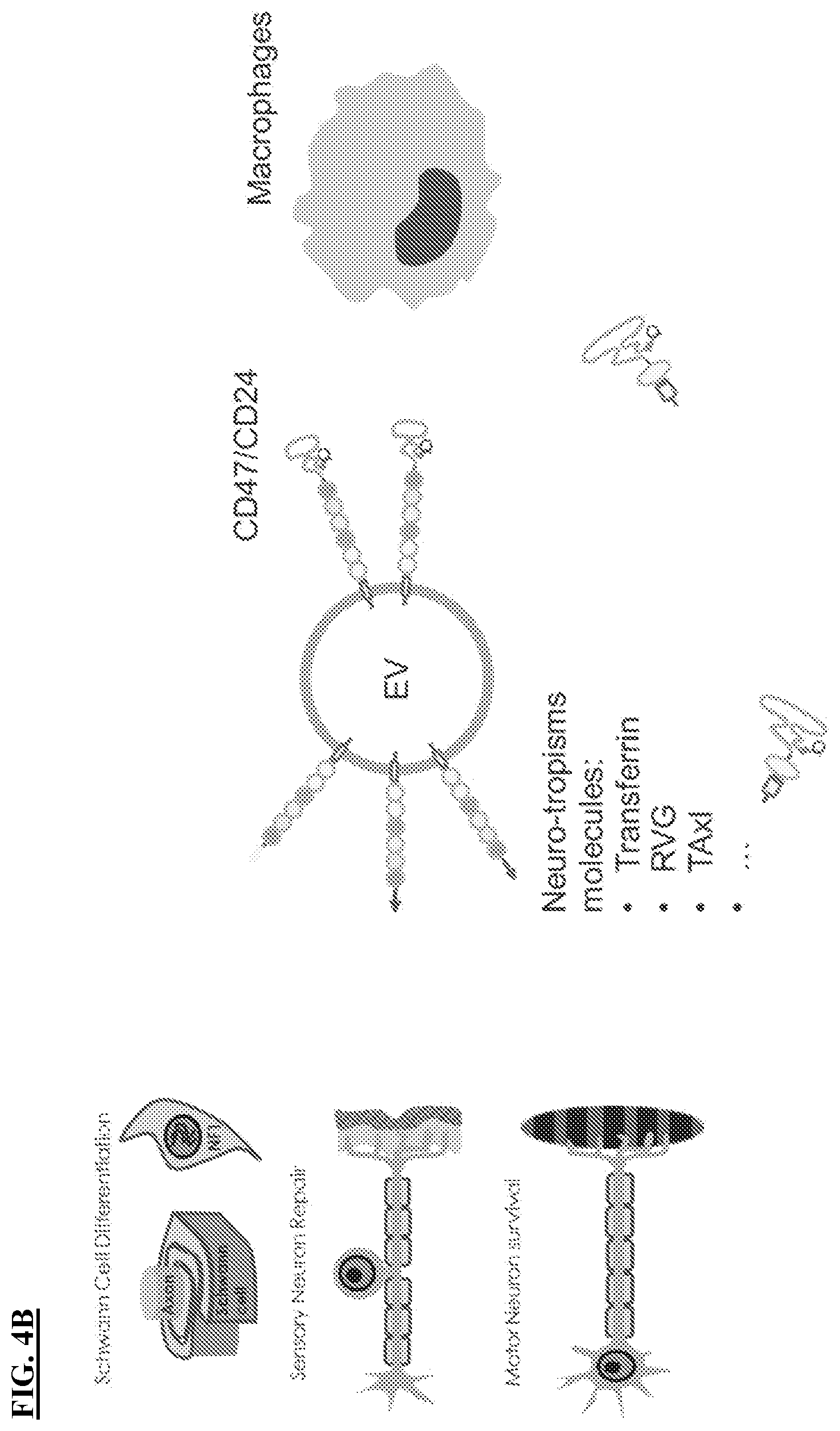 Patent US12616712 Figure 7 – Sting agonist comprising exosomes for treating neuroimmunological disorders