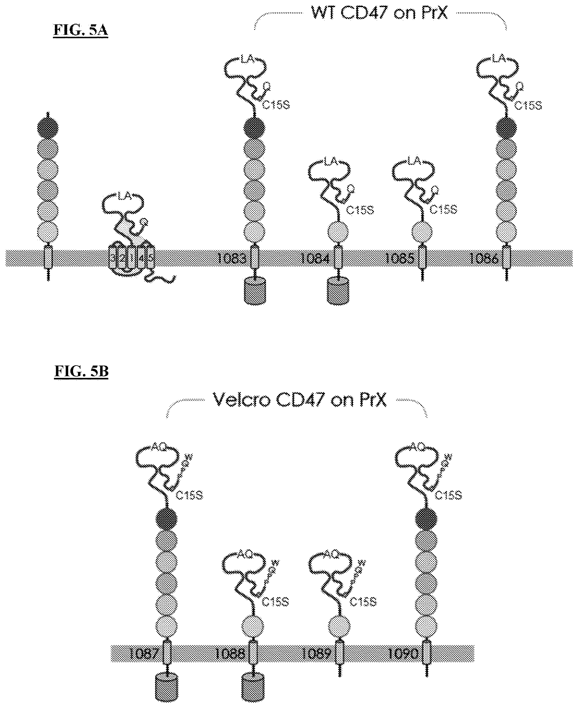 Patent US12616712 Figure 8 – Sting agonist comprising exosomes for treating neuroimmunological disorders