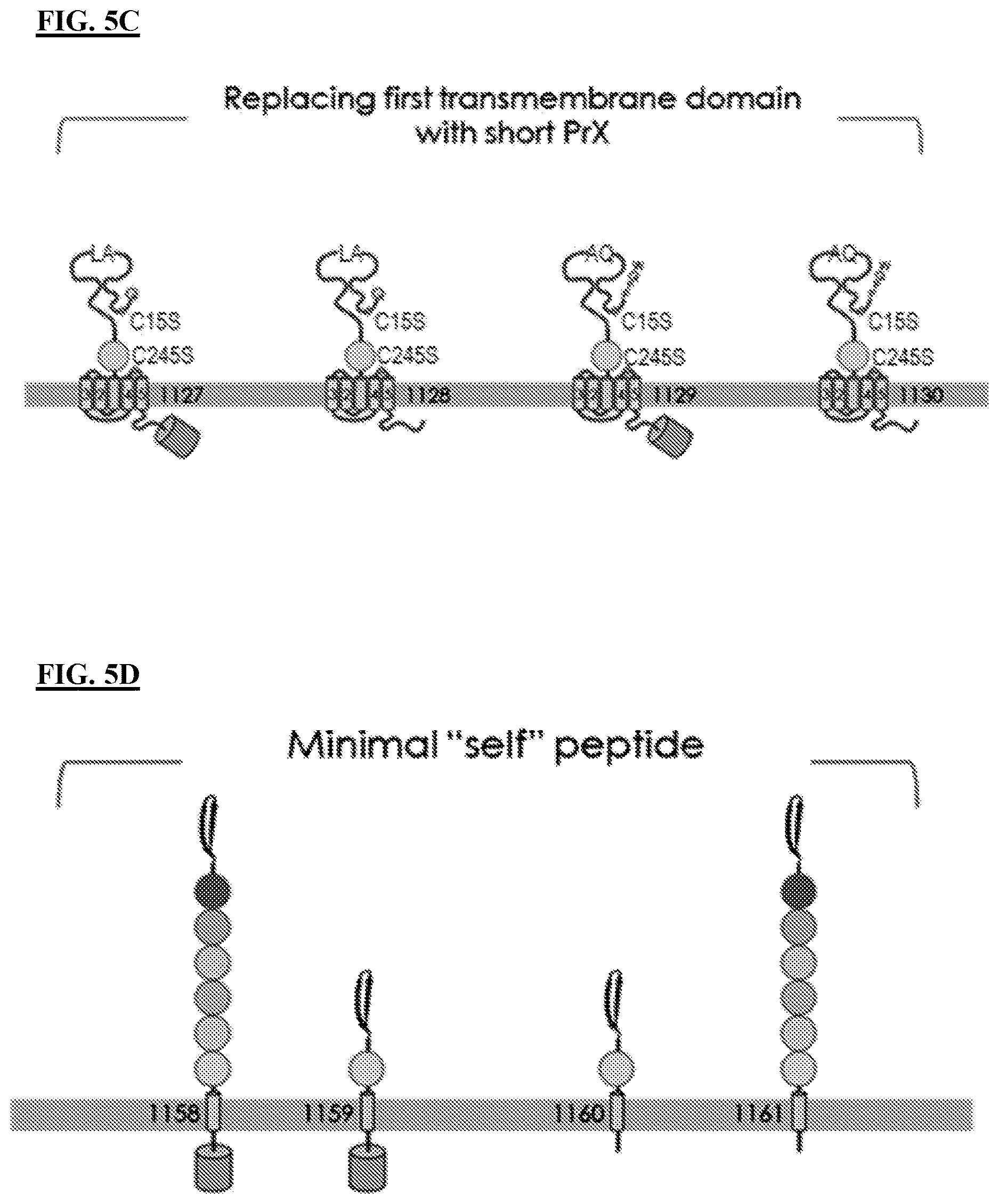 Patent US12616712 Figure 9 – Sting agonist comprising exosomes for treating neuroimmunological disorders