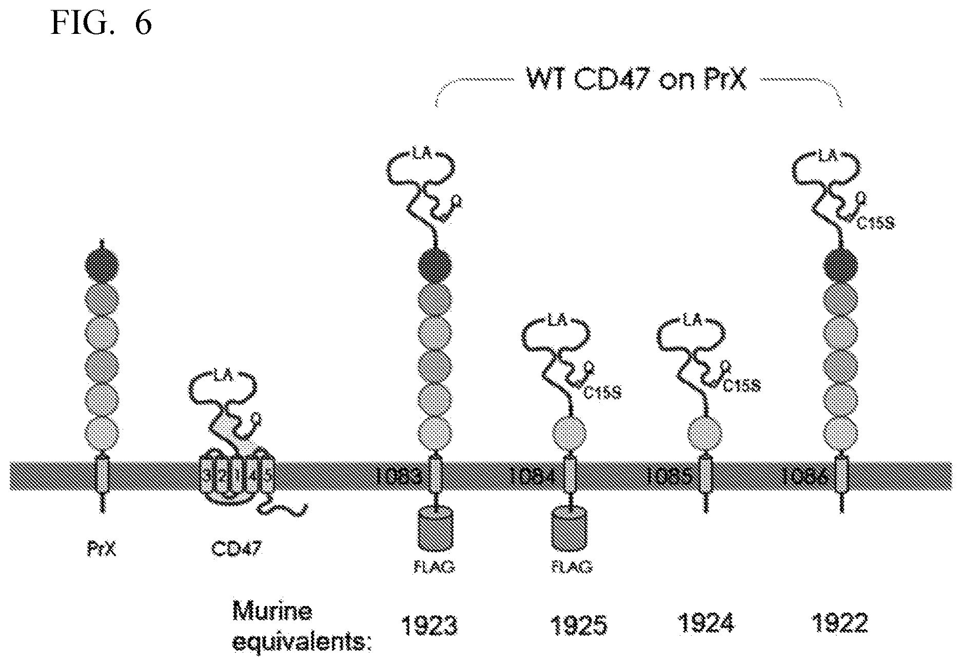 Patent US12616712 Figure 10 – Sting agonist comprising exosomes for treating neuroimmunological disorders