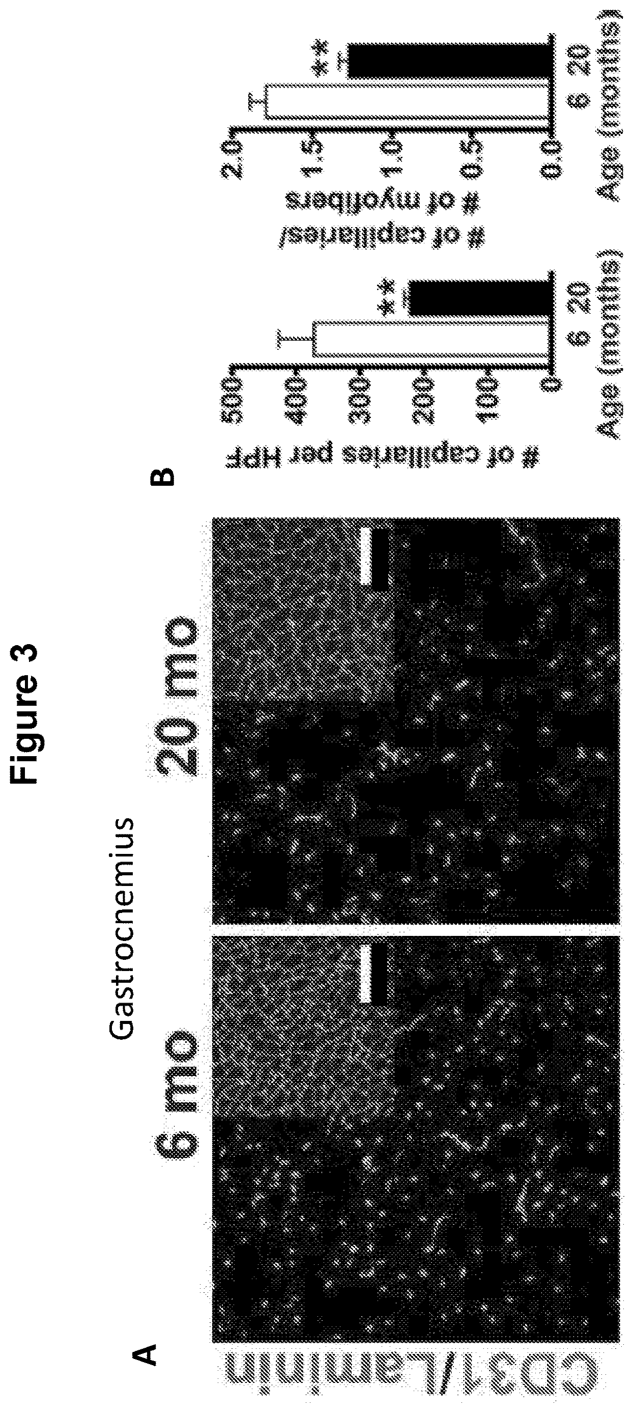 Patent US12616713 Figure 3 – Methods for enhancing vascular density