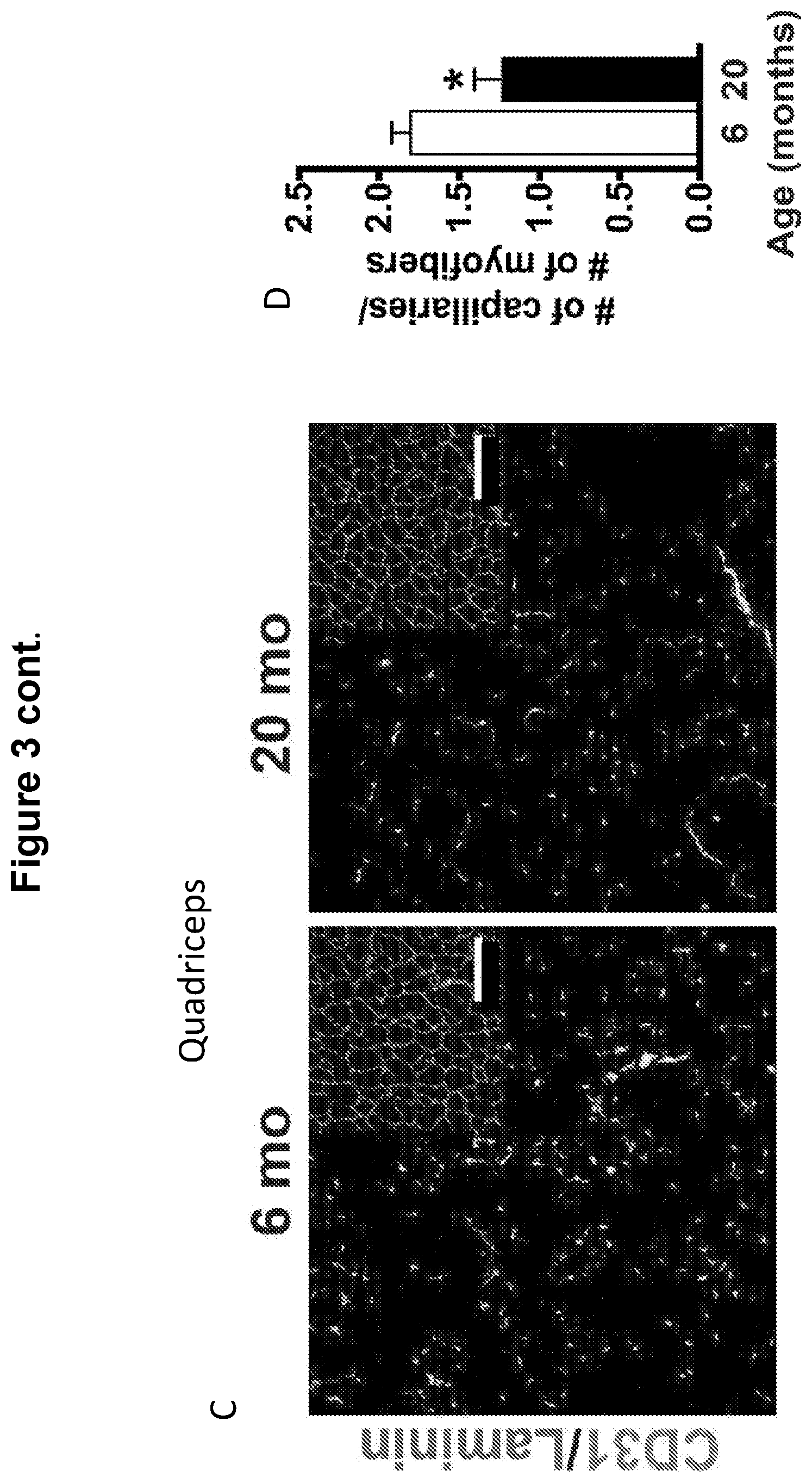 Patent US12616713 Figure 4 – Methods for enhancing vascular density