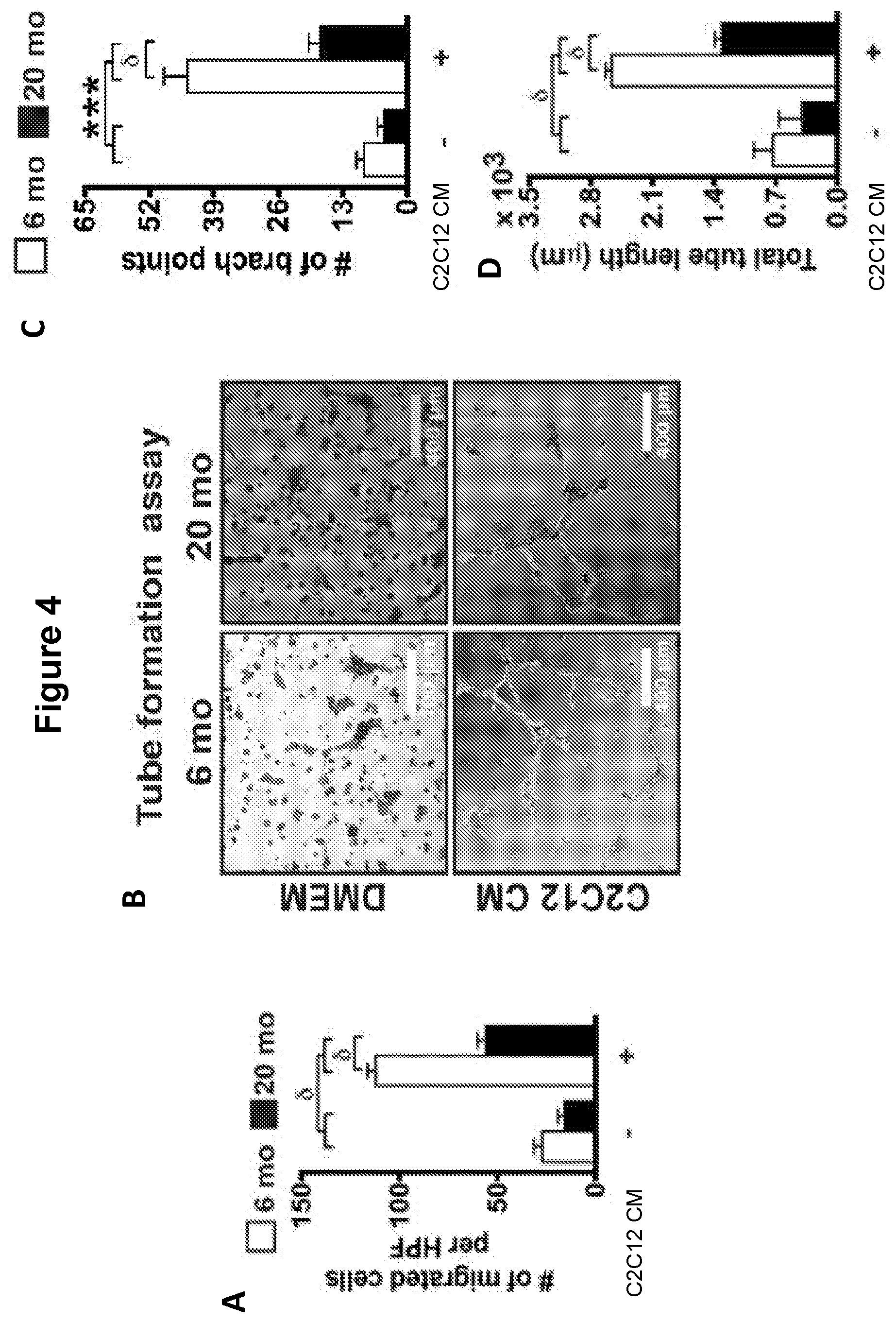 Patent US12616713 Figure 5 – Methods for enhancing vascular density