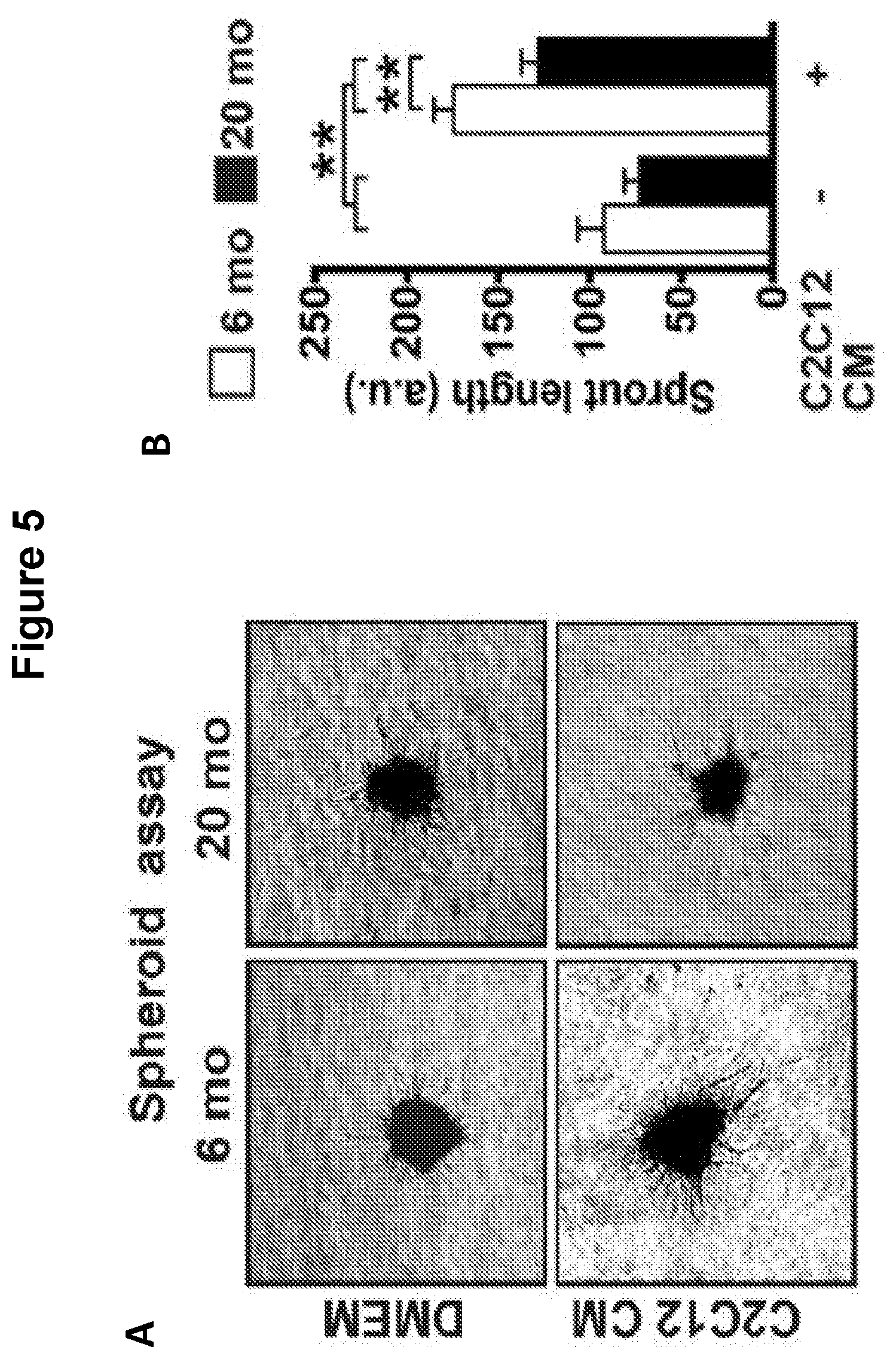 Patent US12616713 Figure 6 – Methods for enhancing vascular density