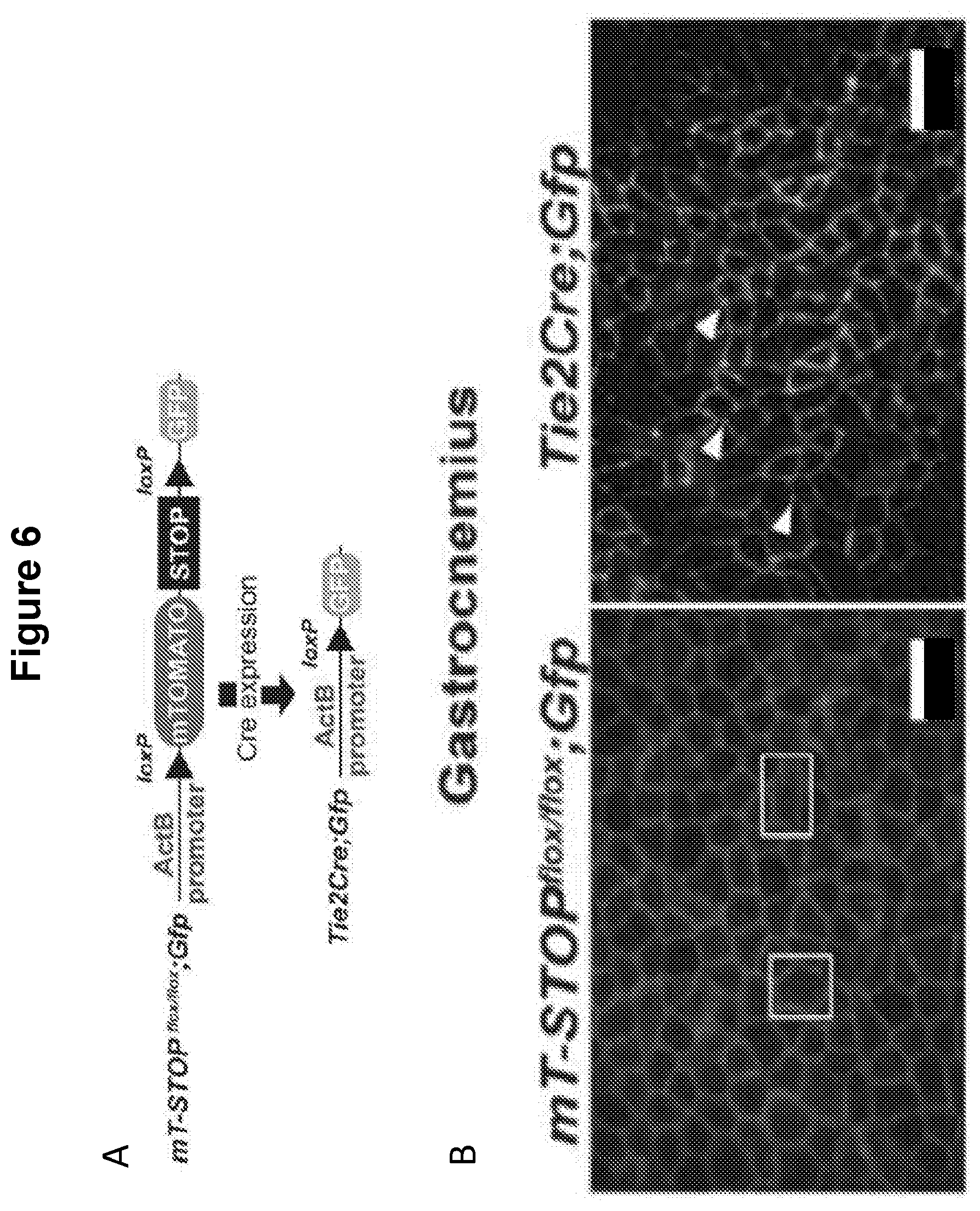 Patent US12616713 Figure 7 – Methods for enhancing vascular density