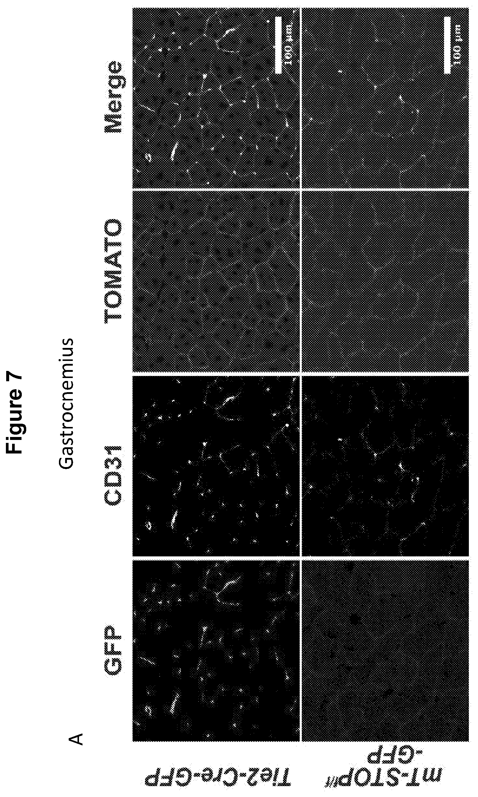 Patent US12616713 Figure 8 – Methods for enhancing vascular density