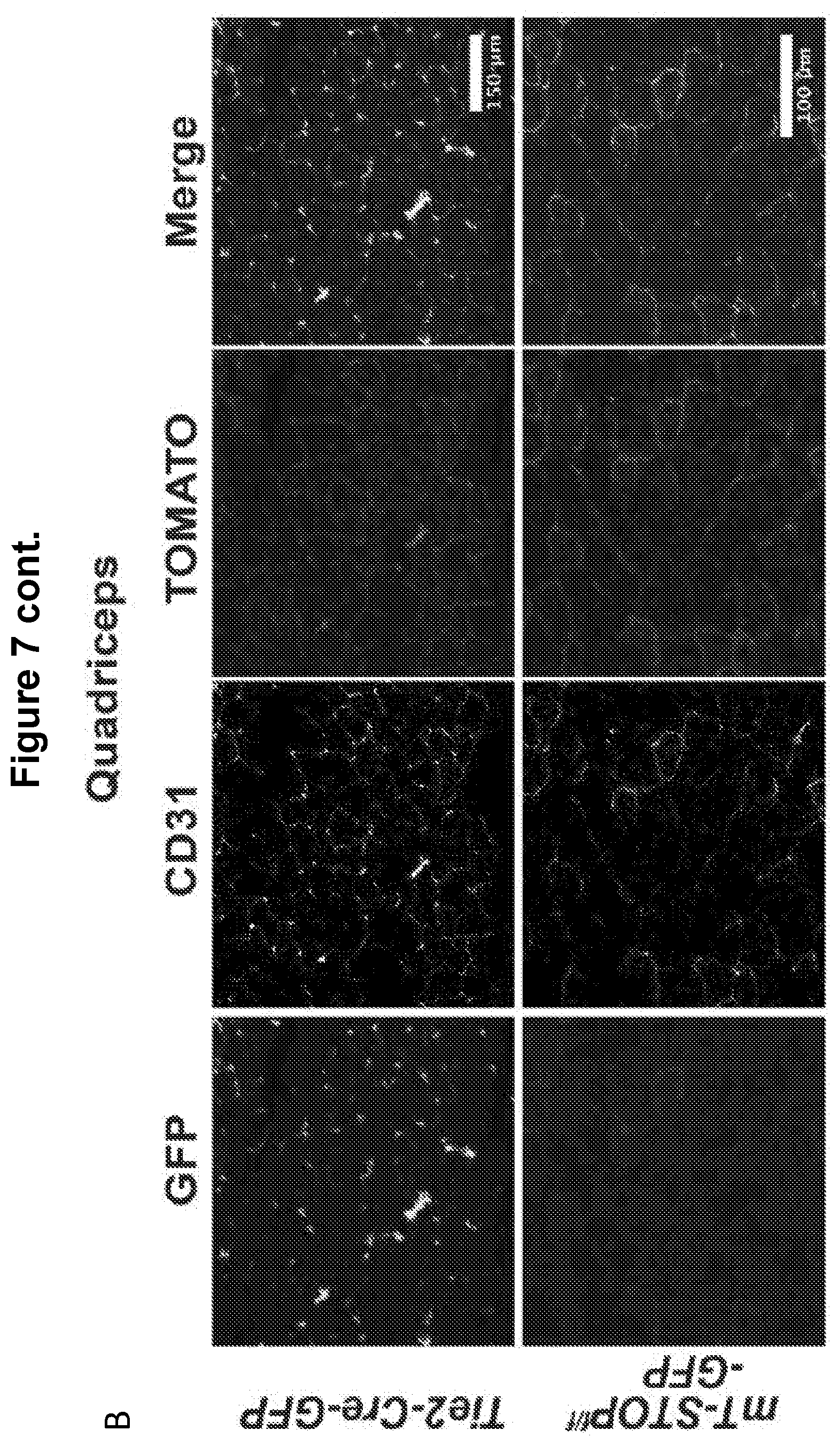 Patent US12616713 Figure 9 – Methods for enhancing vascular density