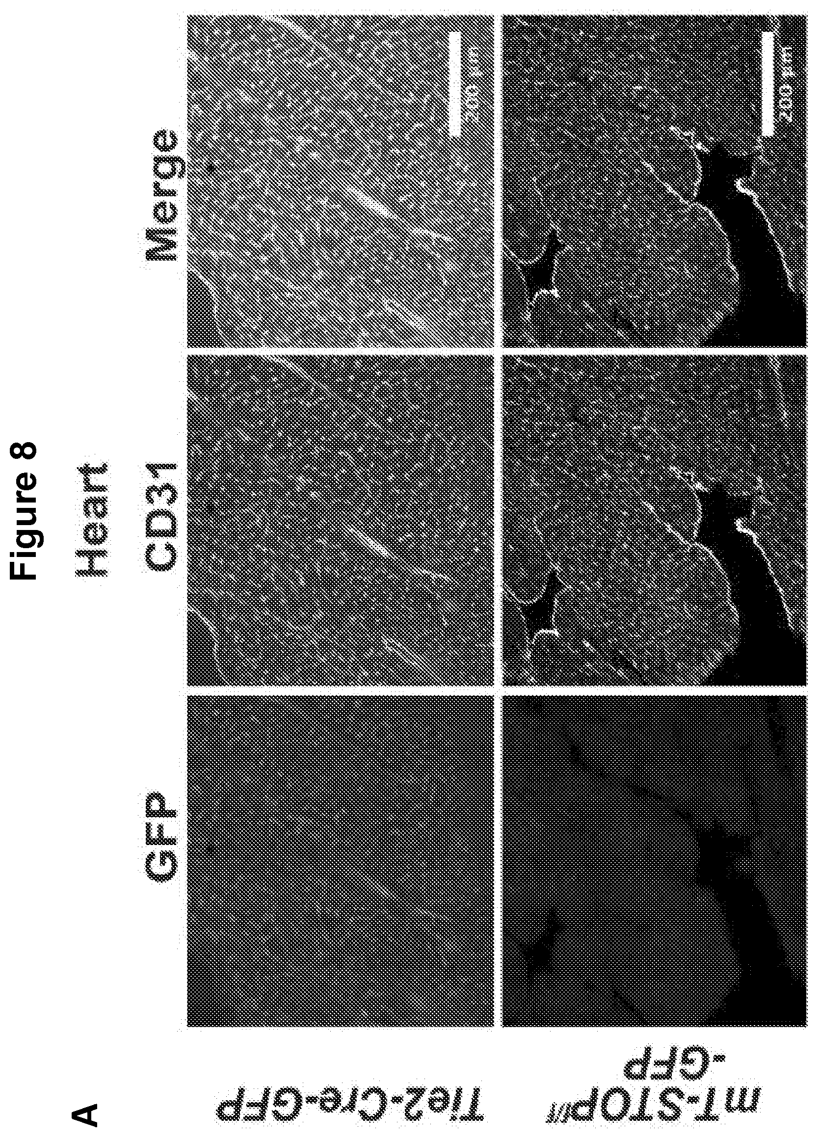 Patent US12616713 Figure 10 – Methods for enhancing vascular density