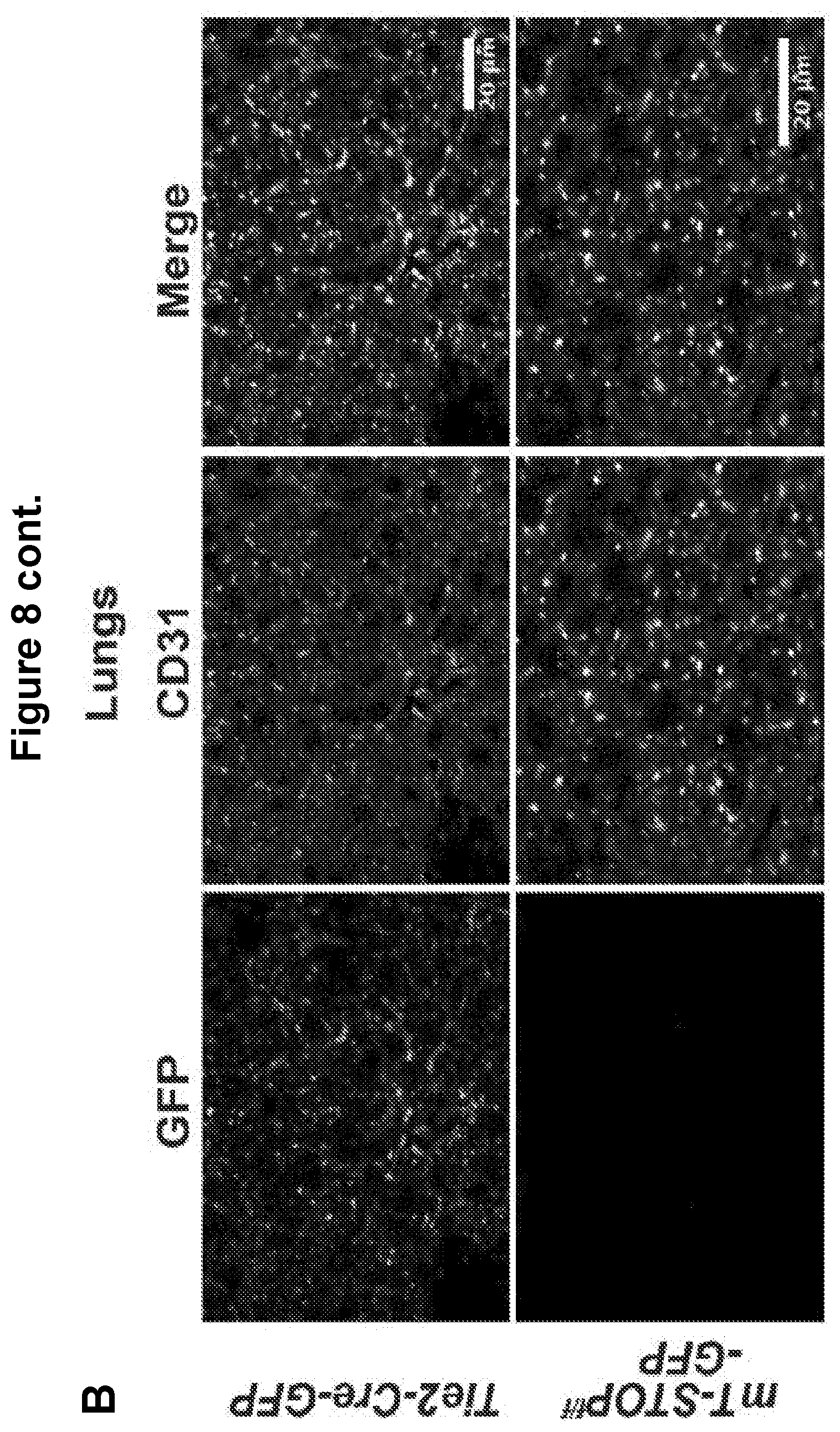 Patent US12616713 Figure 11 – Methods for enhancing vascular density