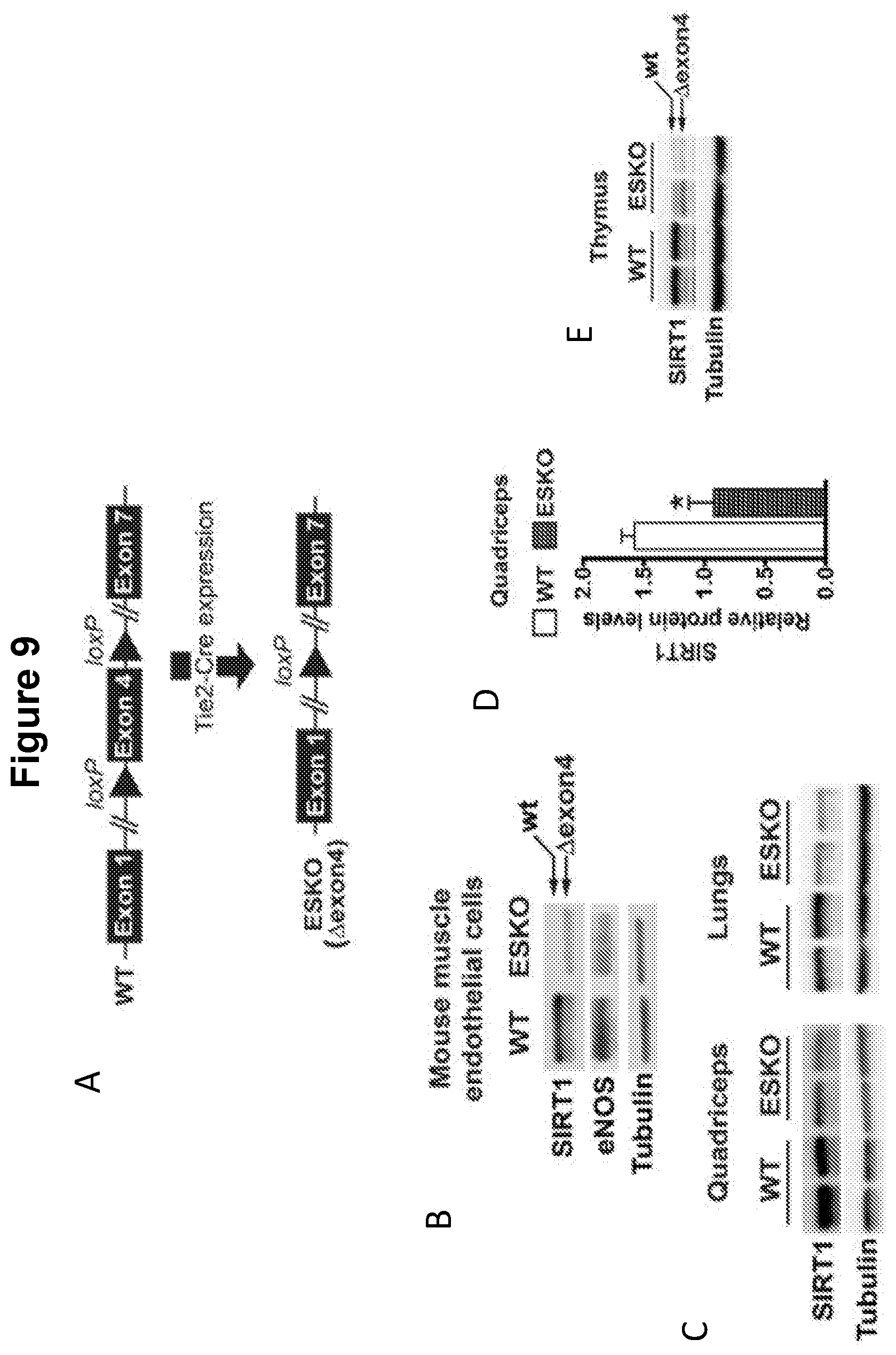 Patent US12616713 Figure 12 – Methods for enhancing vascular density