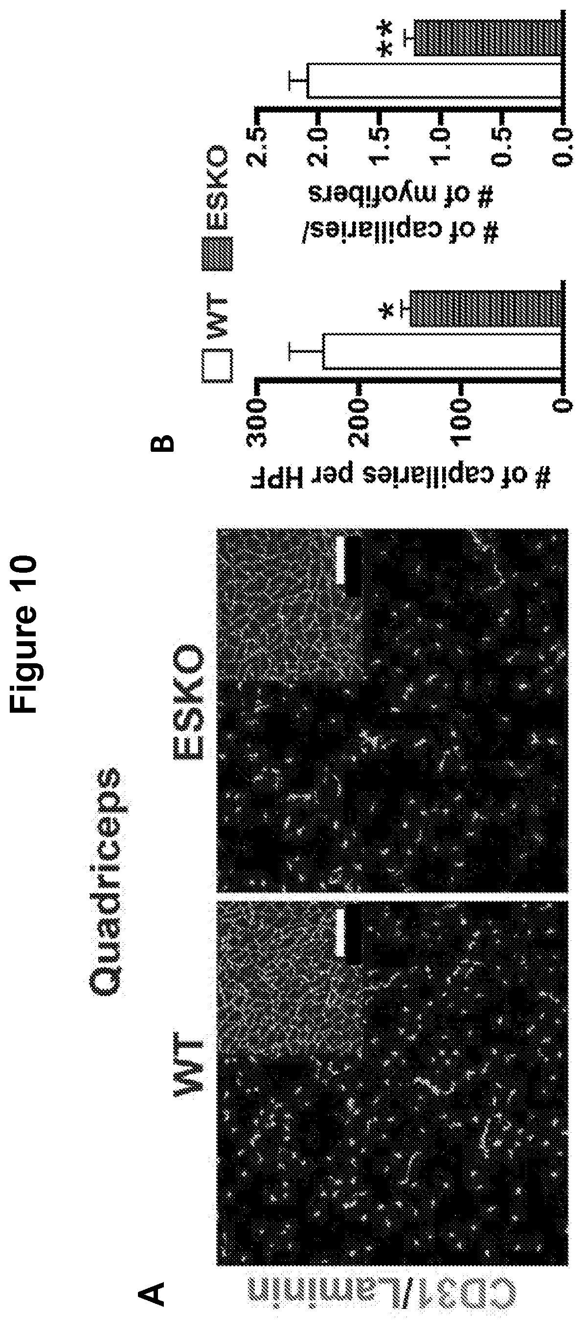 Patent US12616713 Figure 13 – Methods for enhancing vascular density