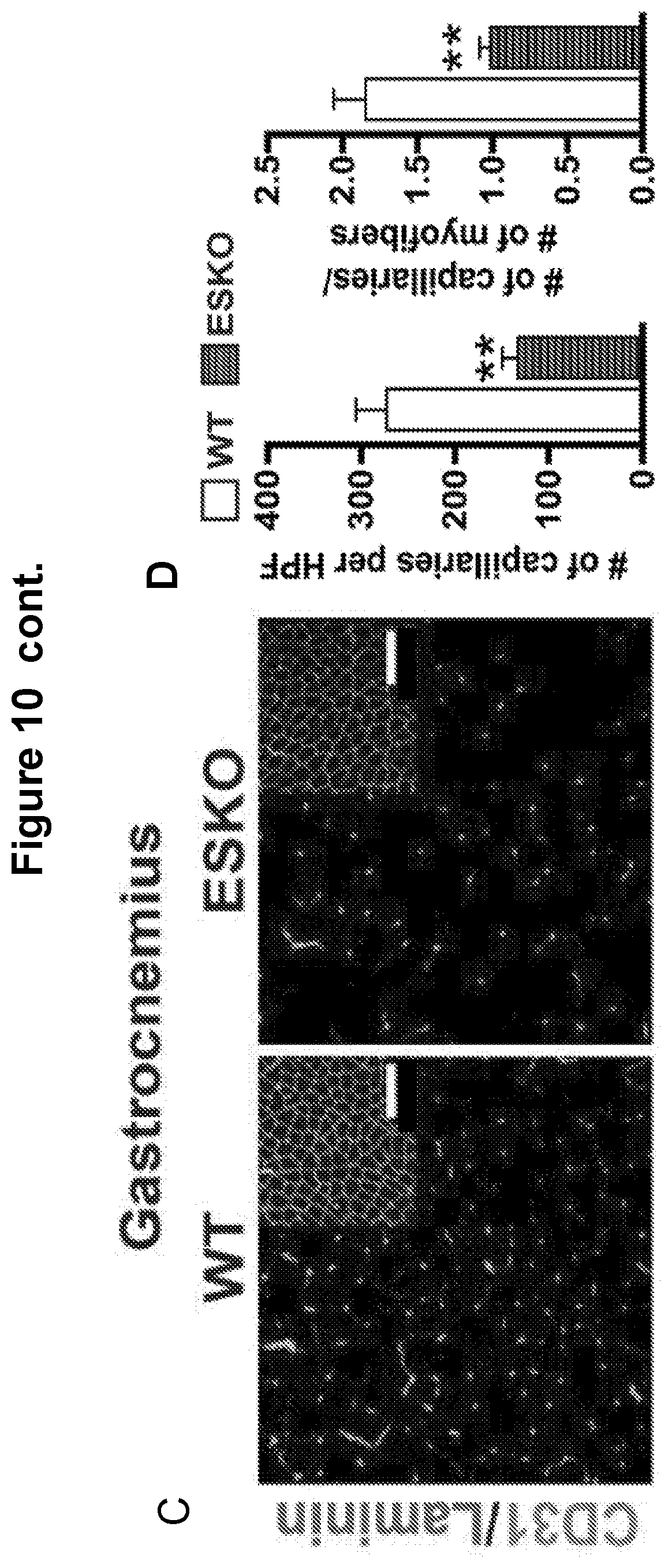 Patent US12616713 Figure 14 – Methods for enhancing vascular density