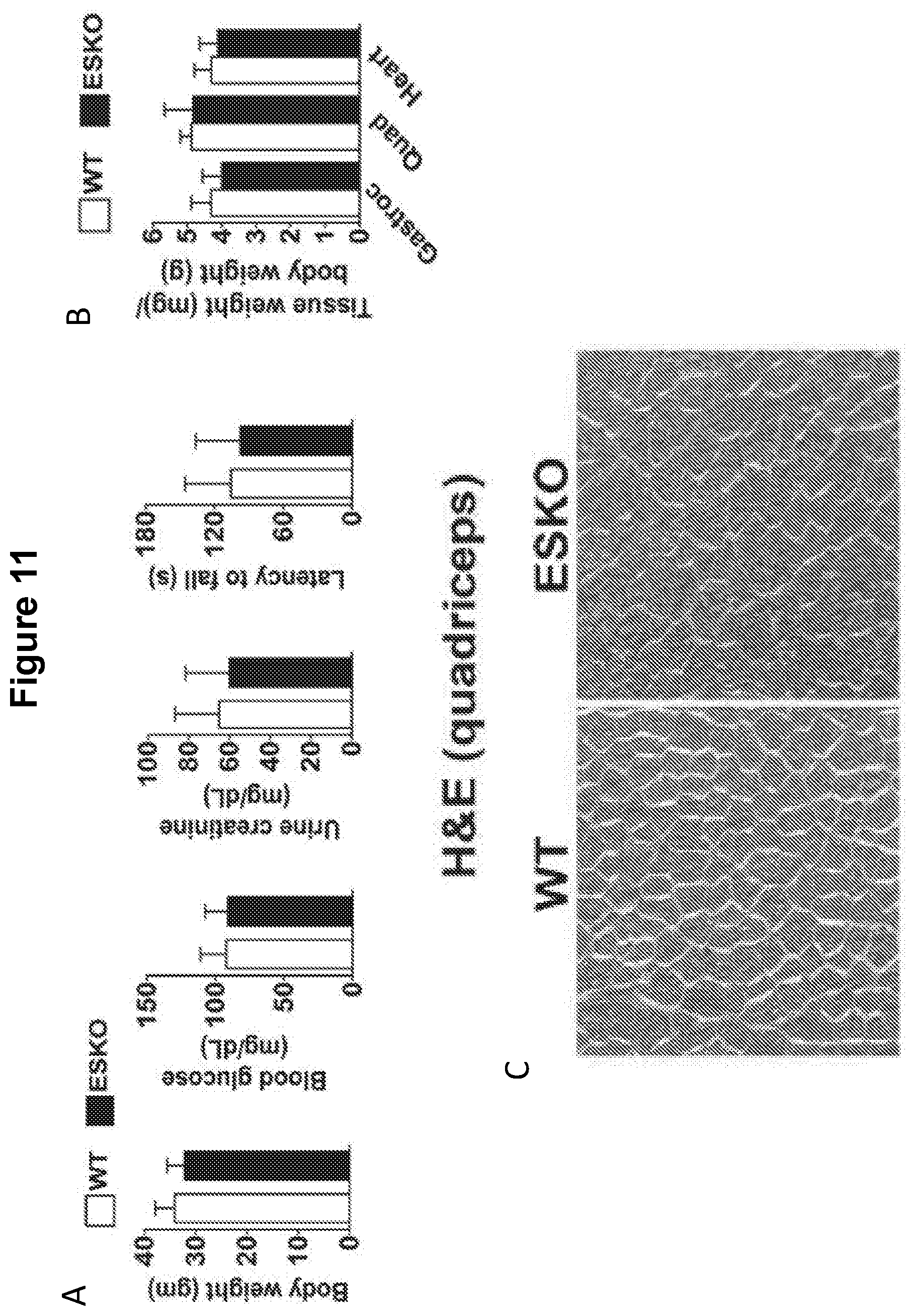Patent US12616713 Figure 15 – Methods for enhancing vascular density