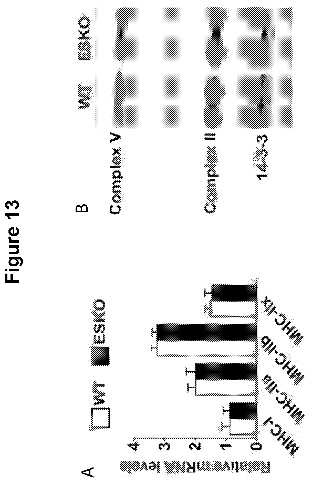 Patent US12616713 Figure 17 – Methods for enhancing vascular density