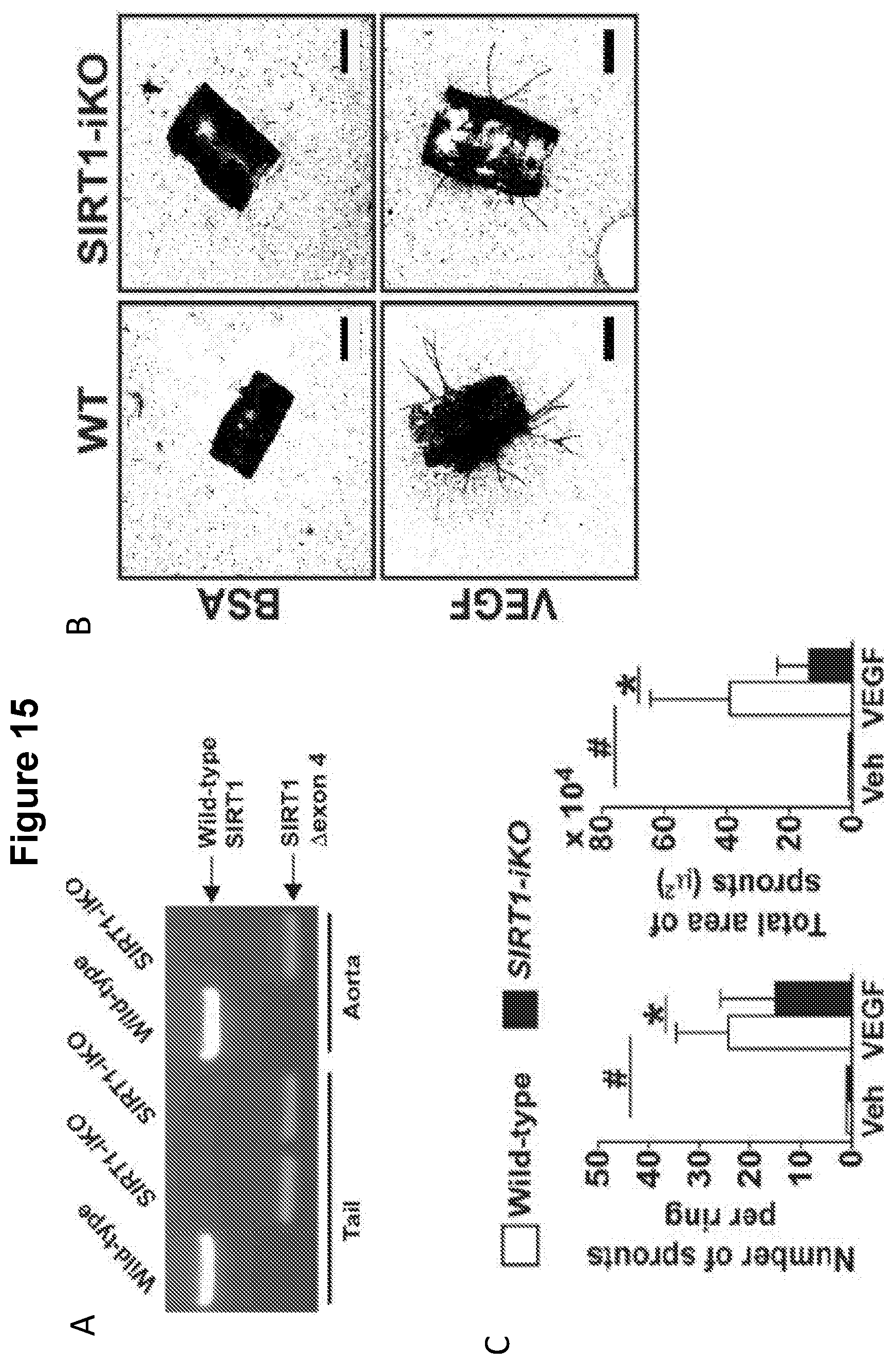 Patent US12616713 Figure 19 – Methods for enhancing vascular density