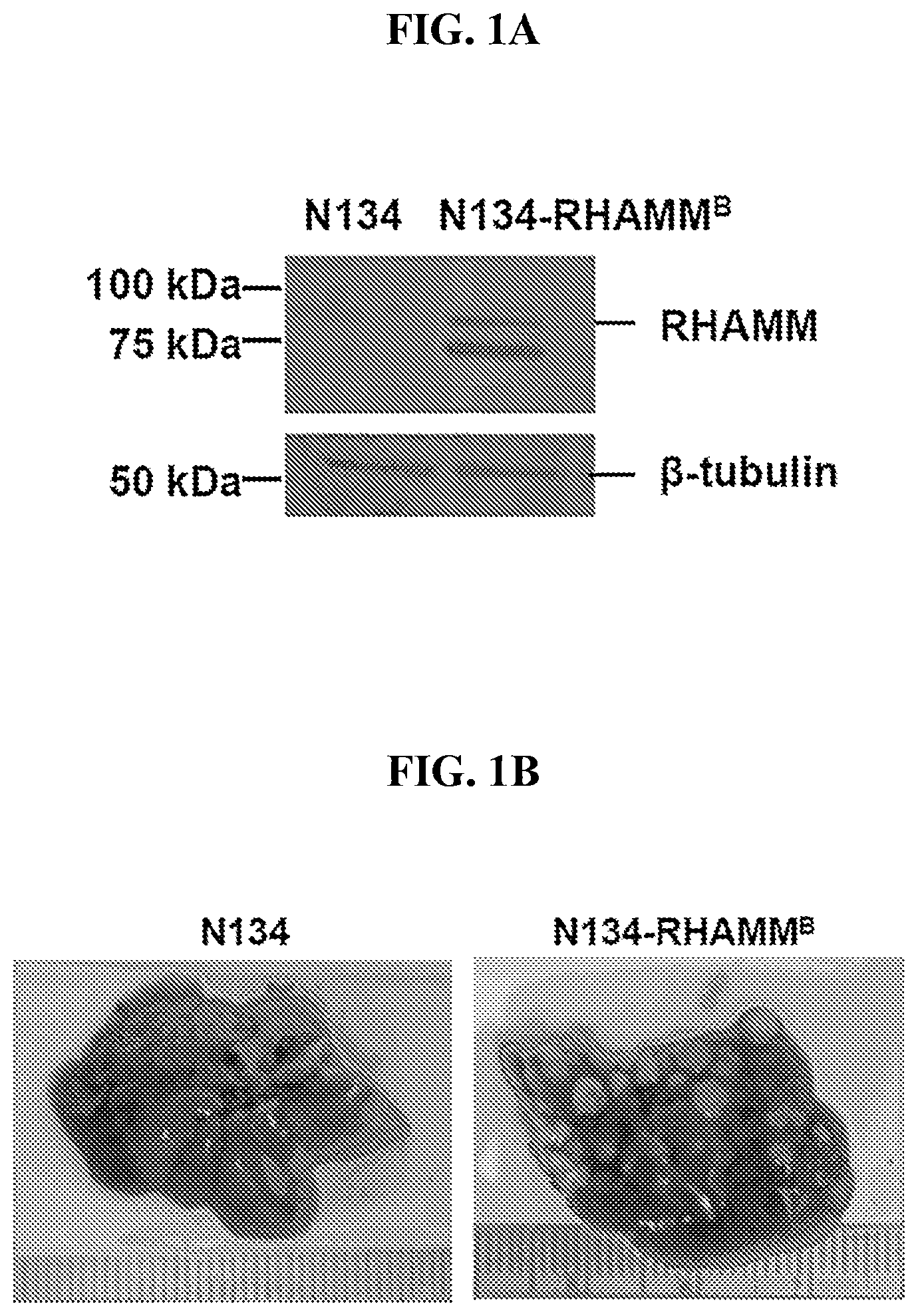 Patent US12616715 Figure 1 – Nanotherapy targeting RHAMM-positive tumors