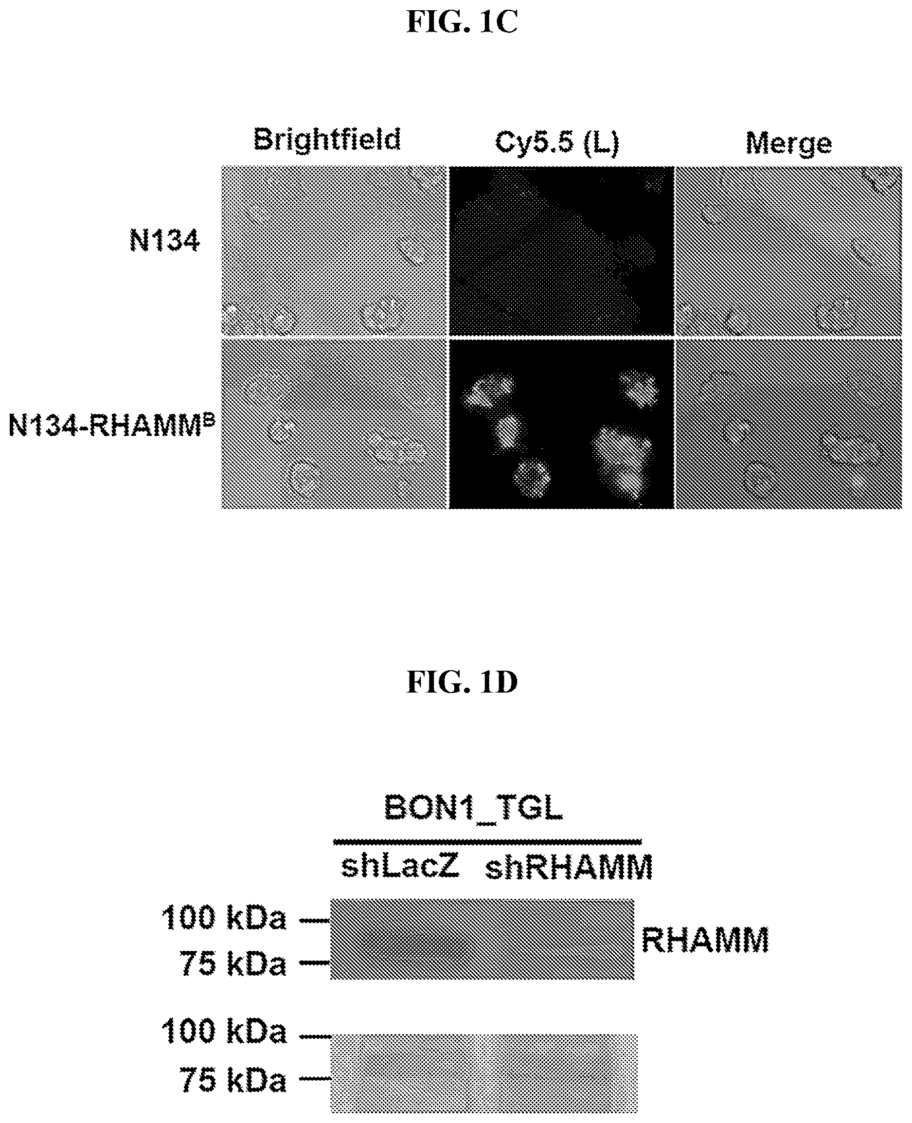 Patent US12616715 Figure 2 – Nanotherapy targeting RHAMM-positive tumors
